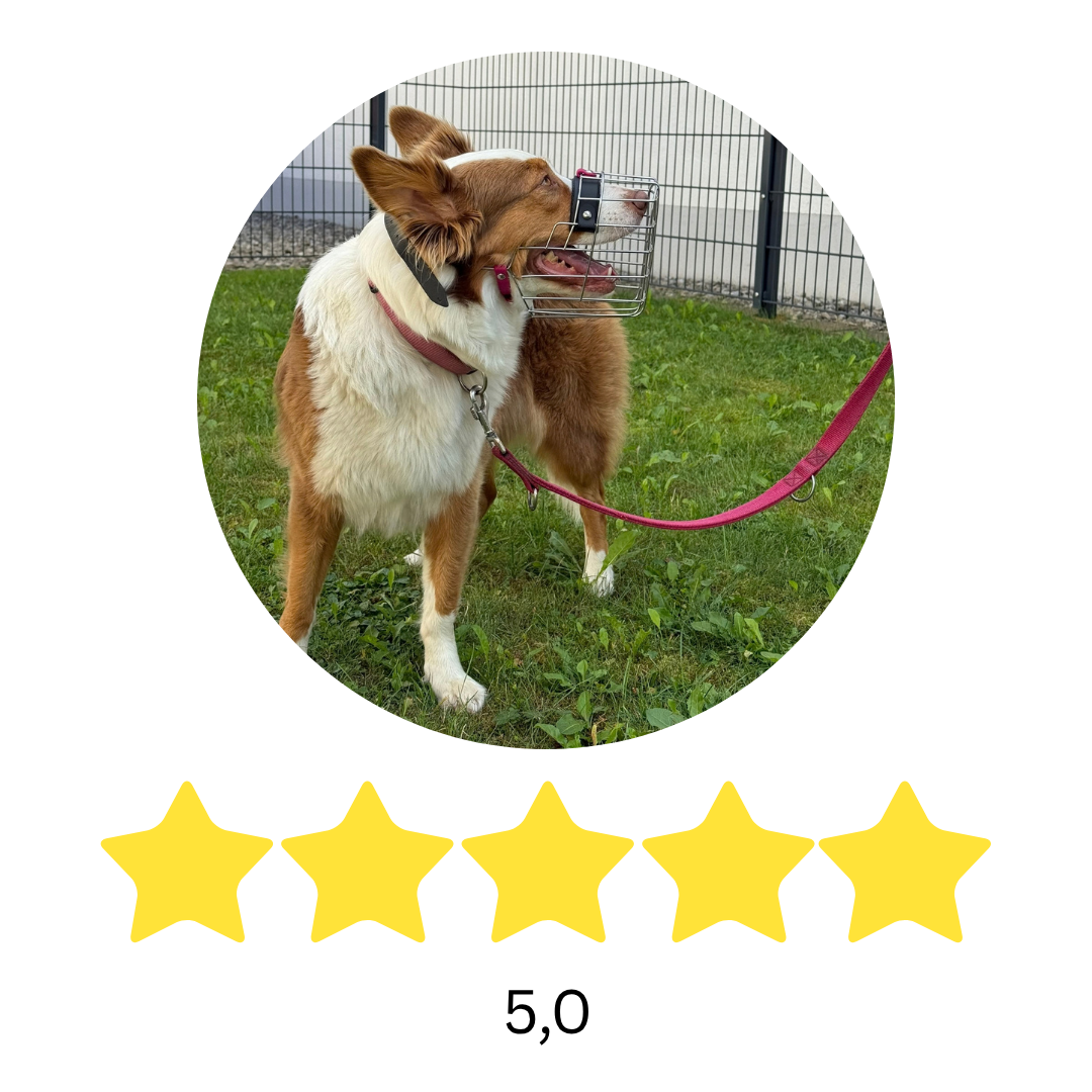 Sehr gute Hundeschule in Kaufbeuren