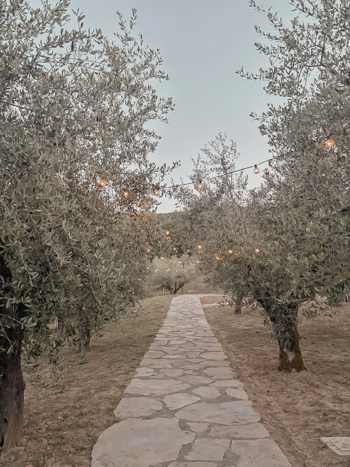 A stone pathway through an orchard with olive trees on both sides, decorated with string lights hanging overhead, under a clear sky at dusk.
