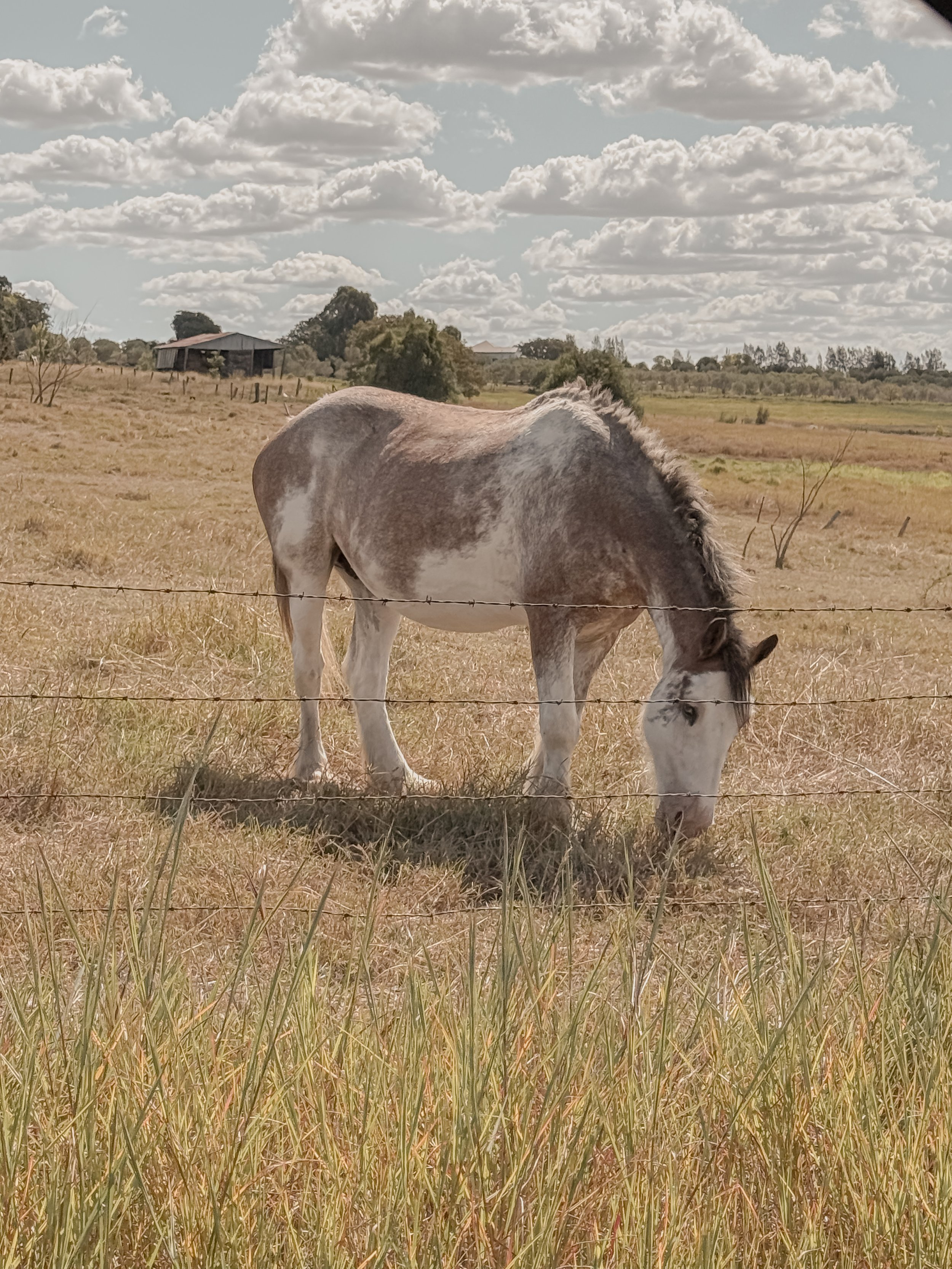A white and gray horse grazing in a grassy field under a partly cloudy sky, with a barbed wire fence in the foreground and a barn in the background.