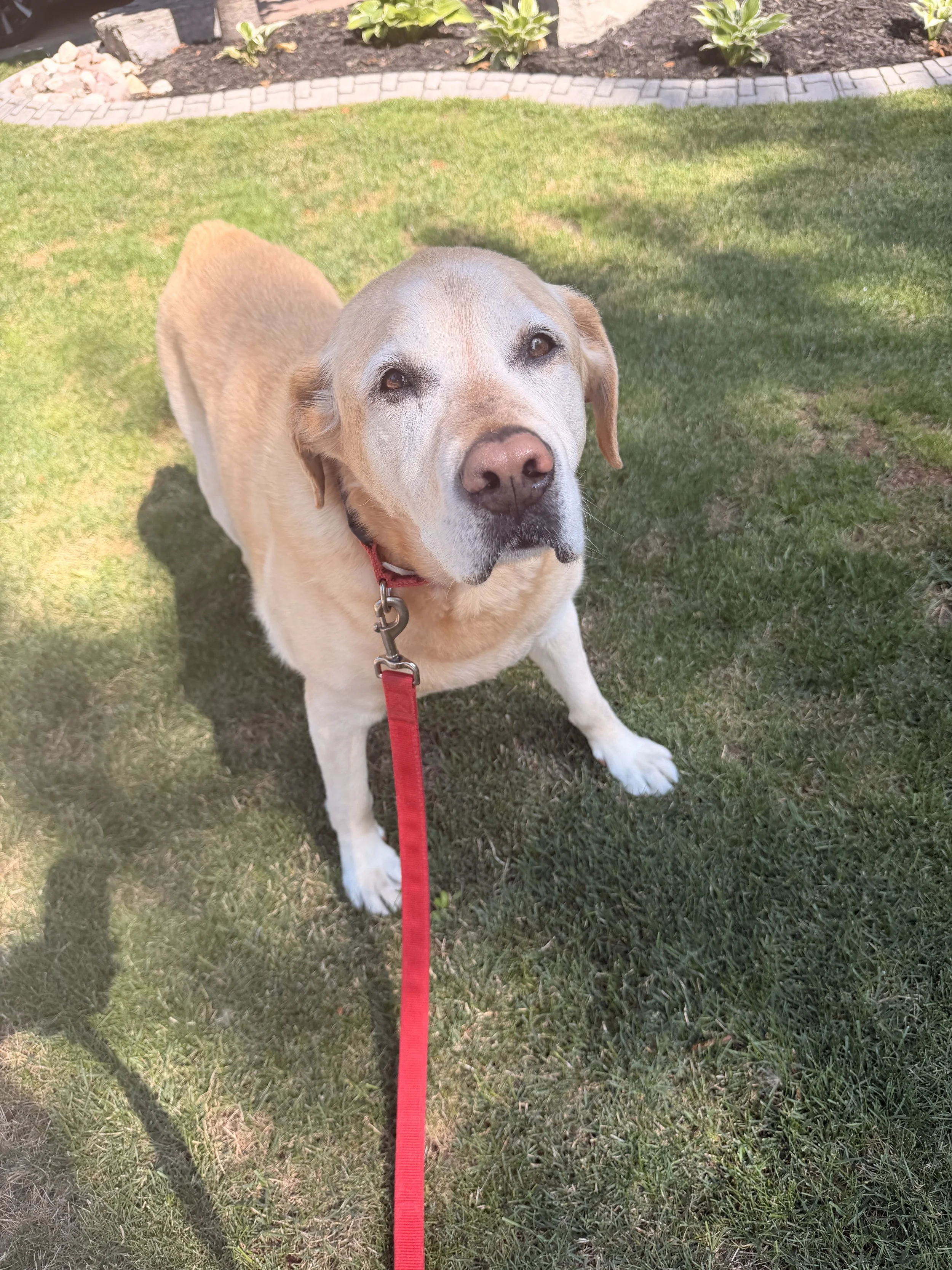 A golden-colored dog with a red leash sitting on a well-maintained grassy yard with a garden bed and decorative brick border in the background.