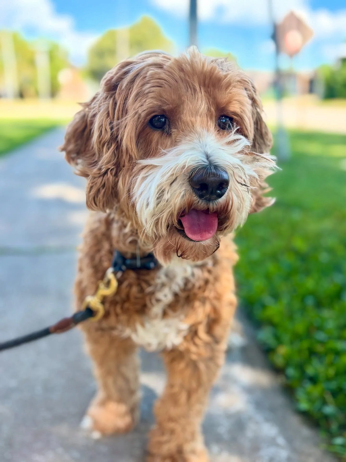 I cant get enough of these cuties 🥰#durhamdogwalking #durhamdogtraining #dogtrainingbusiness #oshawaontario #whitbyontario #ajaxontario #pickeringontario #ilovemyjob #dogwalkerlife🐾 #dogtrainerlife