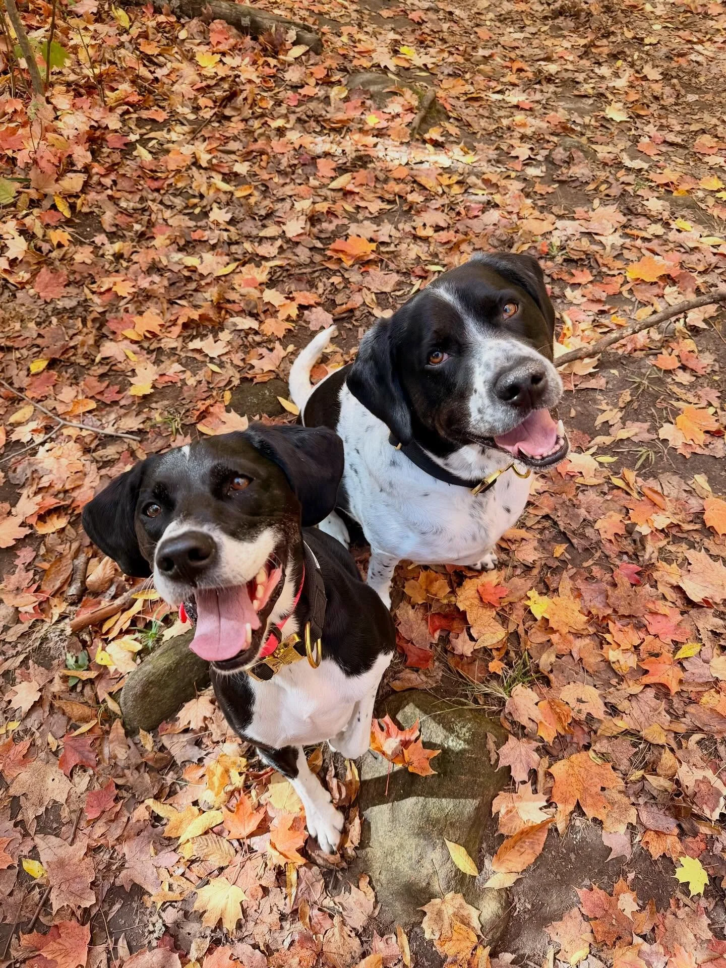 Its starting to feel like Fall 🍂 #dogtrainer #dogwalker #durhamregionontario🇨🇦 #oshawadogs #oshawadogwalkingservices #dogtrainingservices #mydogs #sprointersofinstagram #coonhoundmixofinstagram