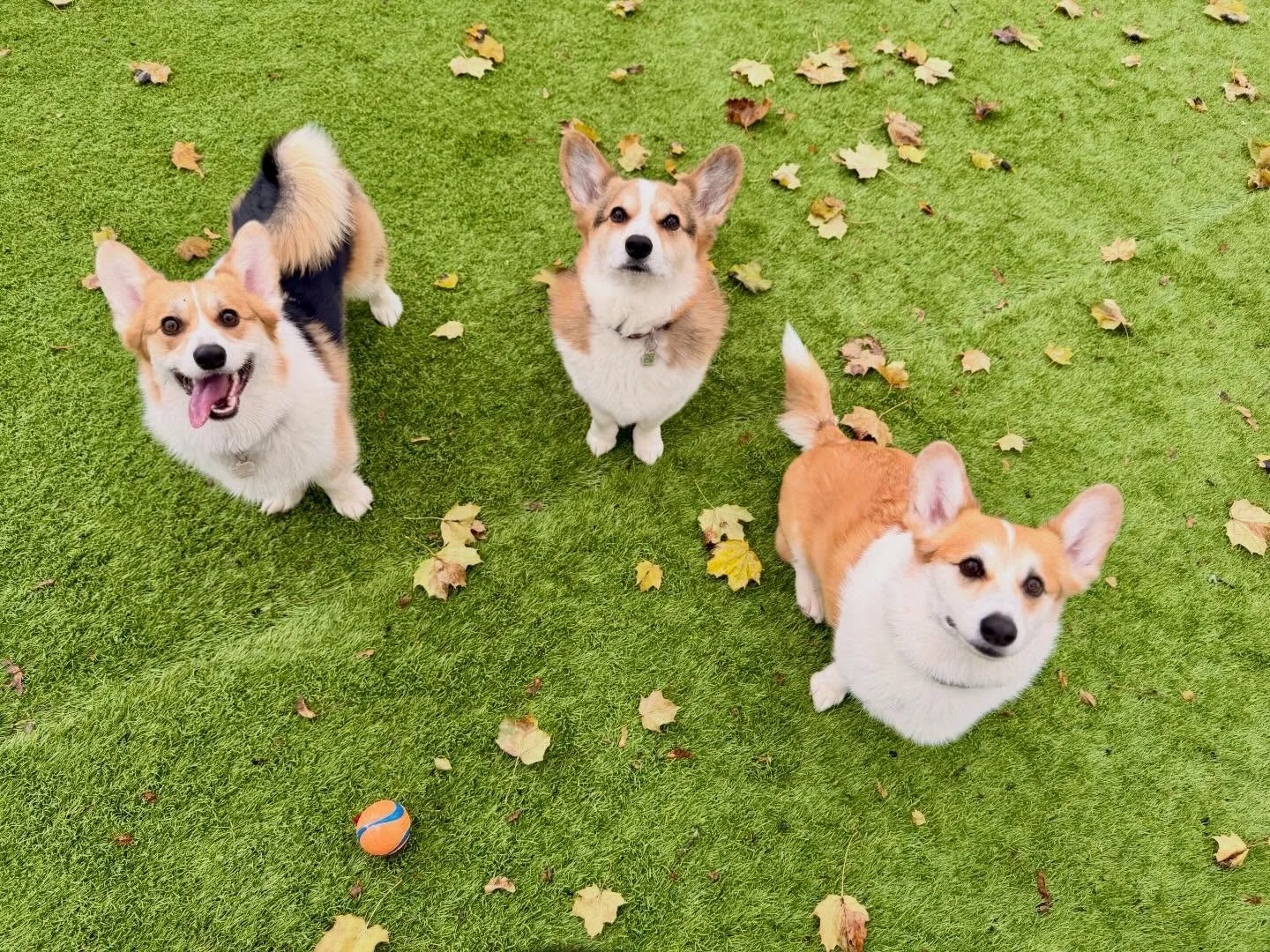 Absolutely in love 😍 #durhamregiondogtrainer #durhamregiondogwalker #durhamregionpetsitter #ilovemyjob #corgisarethecutest