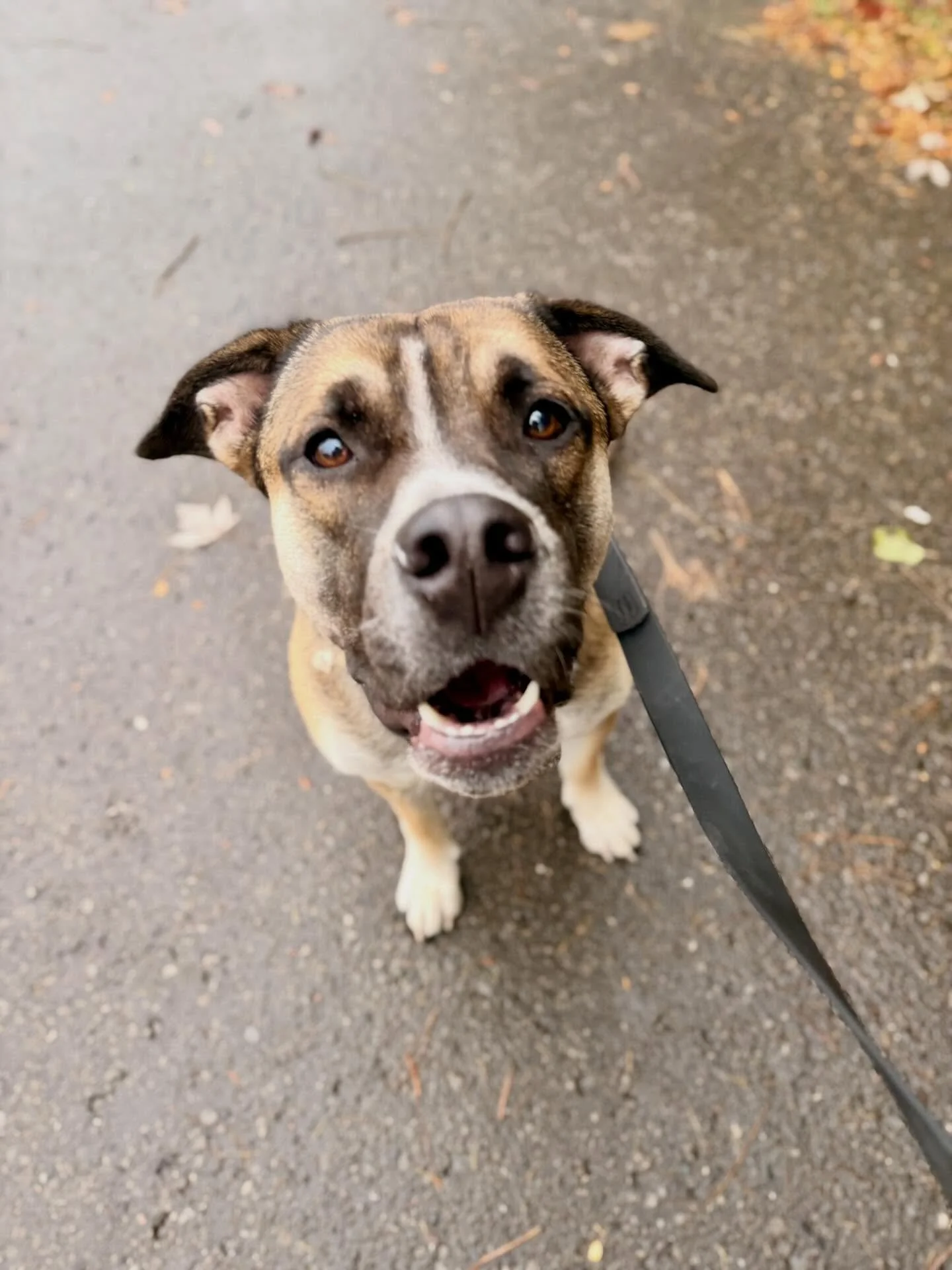 Did you know we offer Dog Walking &amp; In Home visits for your furry friends In Oshawa, Whitby, Courtice &amp; Bowmanville 🐾  Services starting at $20.  Find us on google or Contact us for more information  #dogwalkingoshawa #dogwalkingwhitby #DogW