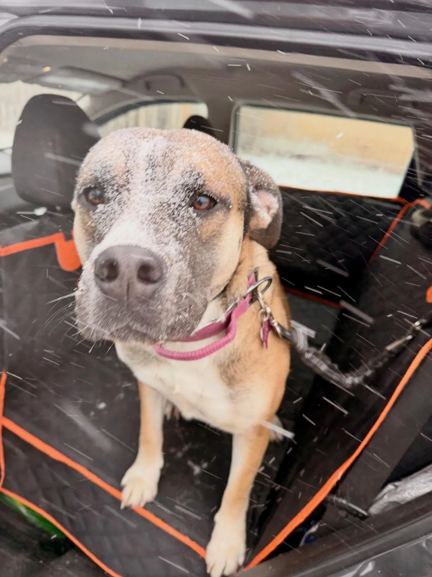 Did someone order some snow?!? ❄️❄️ #snowstorm #dogwalkingservices #snowydogwalks #dogtraıner #durhamregionpetcare #durhamregiondogtrainer #dogsofdurhamregion #ilovemyjob #durhamregionsmallbusinessowner #winterseason