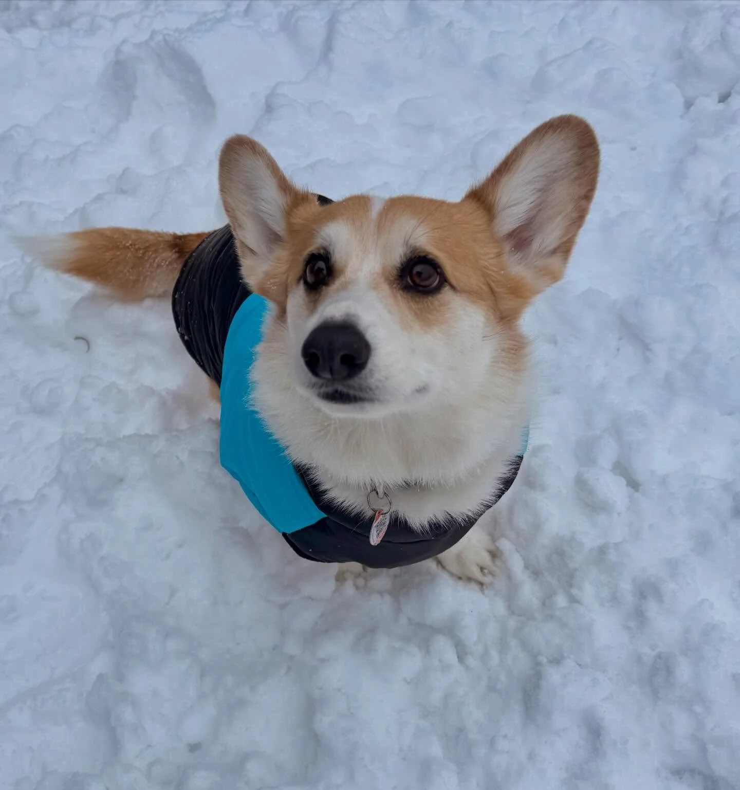 I cannot get enough of this sweet pup 🐾 💕#dogboarding🏡 #durhamregiondogtrainer #durhamregiondogwalker🐶 #durhamregionpetservices #durhamregionpetsitter #winterseason #dogsincoats #petcarebusiness #oshawadogwalker #whitbydogwalker #courticedogwalke