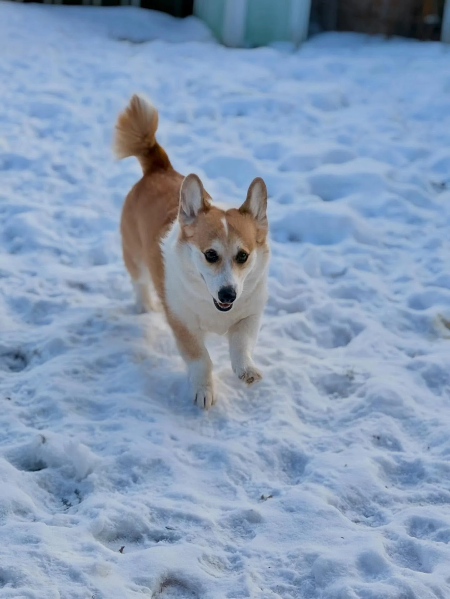 Happy New Years !!! What a great way to celebrate the new year and it&rsquo;s been officially 1 year since We opened our business. Thank you all for your continued support and I am so excited for whats coming in 2026!!! So many things are in the work