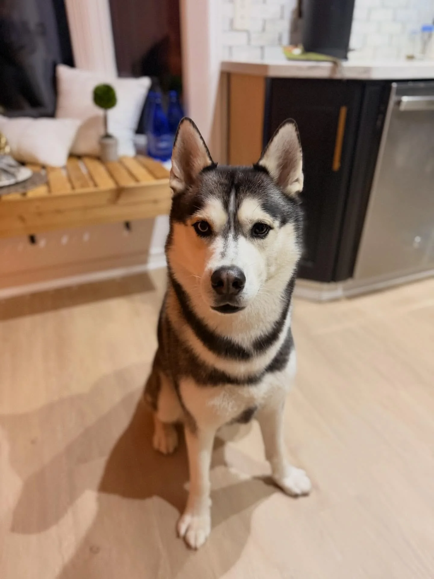 New Client Alert 🐾 #oshawadogwalker #whitbydogwalker #courticedogwalker #bowmanvilledogwalker #oshawadogtrainer #whitbydogtrainer #durhamregiondogtrainer #claringtondogtrainer #durhamregionpetcare #Ilovemyjob#dogsofdurhamregion #dogsofclarington