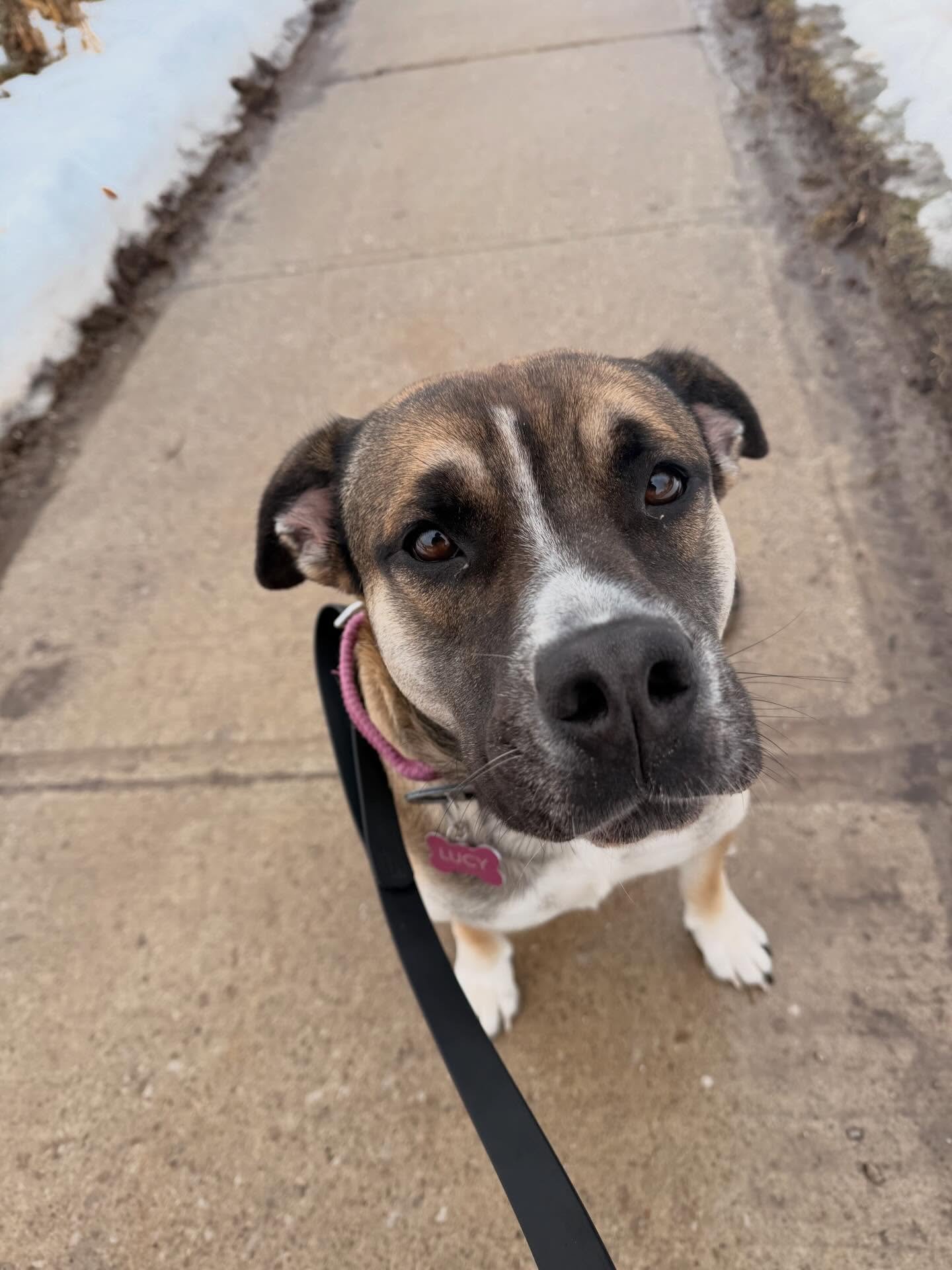 #oshawadogwalker #whitbydogwalker #courticedogwalker #bowmanvilledogwalker #oshawadogtrainer #whitbydogtrainer #durhamregiondogtrainer #claringtondogtrainer #durhamregionpetcare #Ilovemyjob#dogsofdurhamregion #dogsofclarington