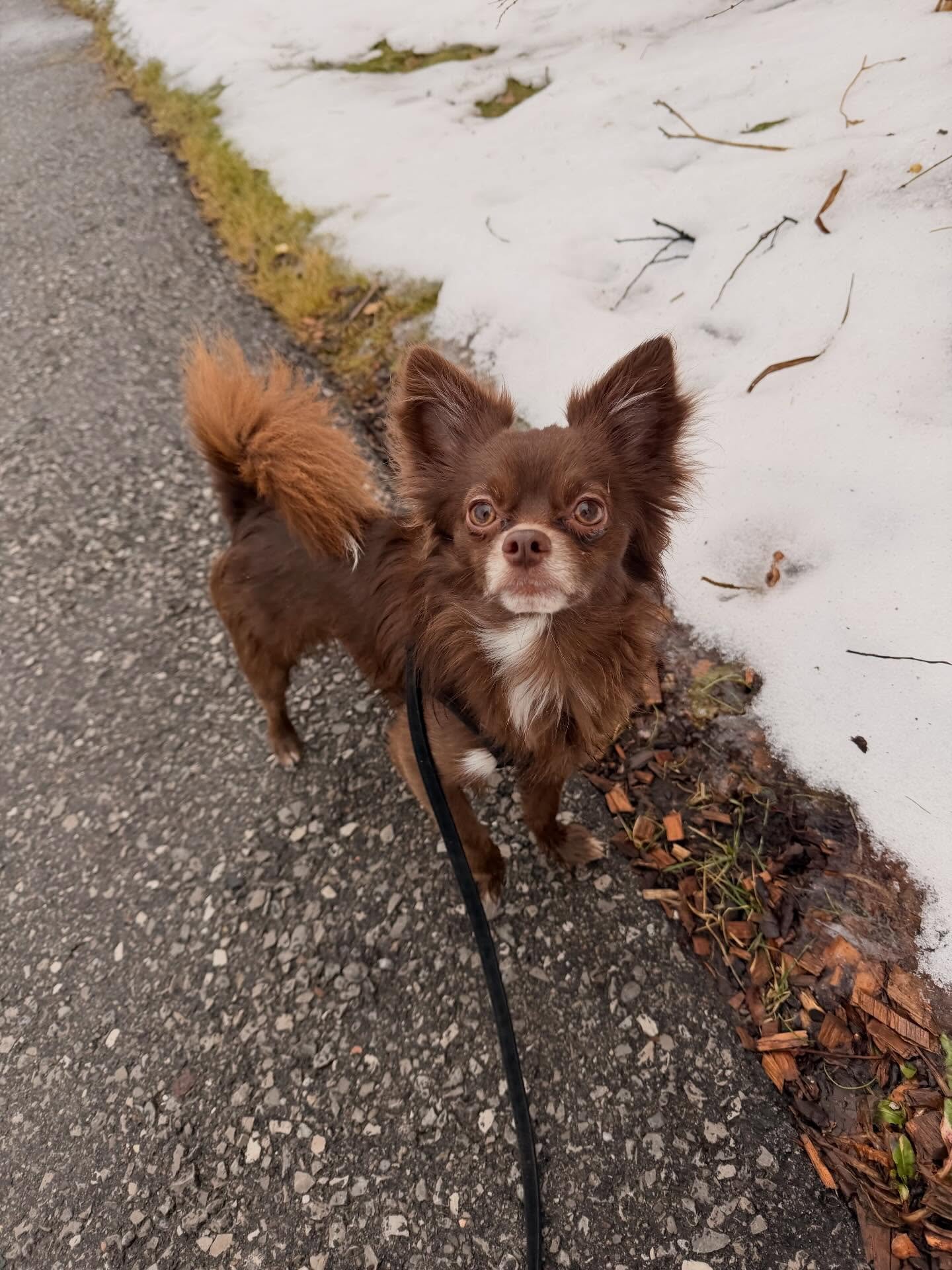 #oshawadogwalker #whitbydogwalker #courticedogwalker #bowmanvilledogwalker #oshawadogtrainer #whitbydogtrainer #durhamregiondogtrainer #claringtondogtrainer #durhamregionpetcare #Ilovemyjob#dogsofdurhamregion #dogsofclarington