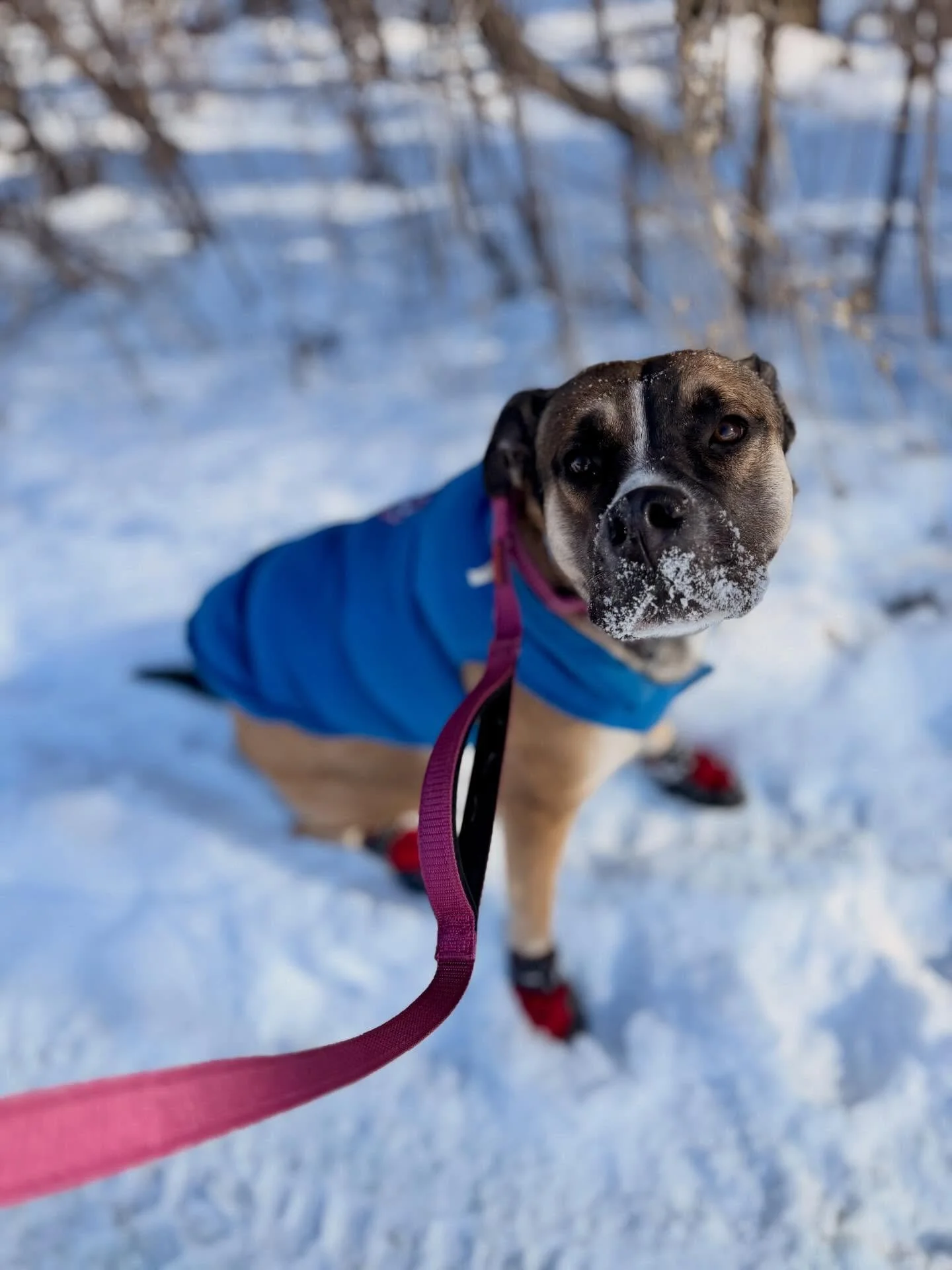 Walks in the snow ❄️ #durhamregiondogwalker #claringtondogwalker #oshawadogwalker #whitbydogwalker #brooklindogwalker