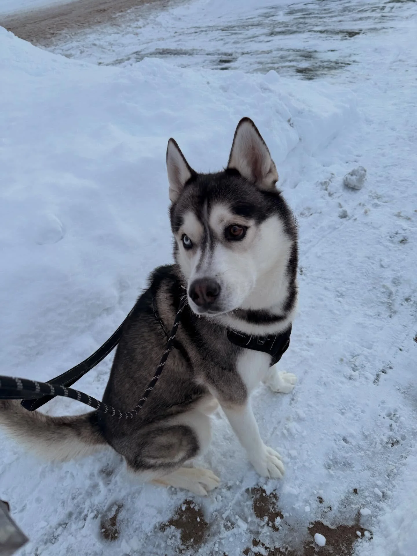 Handsome boy Ari 🐾#durhamregiondogwalker #claringtondogwalker #oshawadogwalker #whitbydogwalker #brooklindogwalker