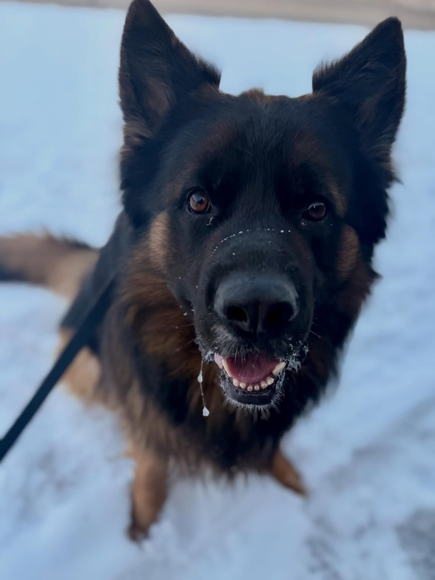 Welcome to the Pack Zuko 🐾 #durhamregiondogwalker #durhamregiondogtrainer #claringtondogwalker #claringtondogtrainer #durhamregionpetcare