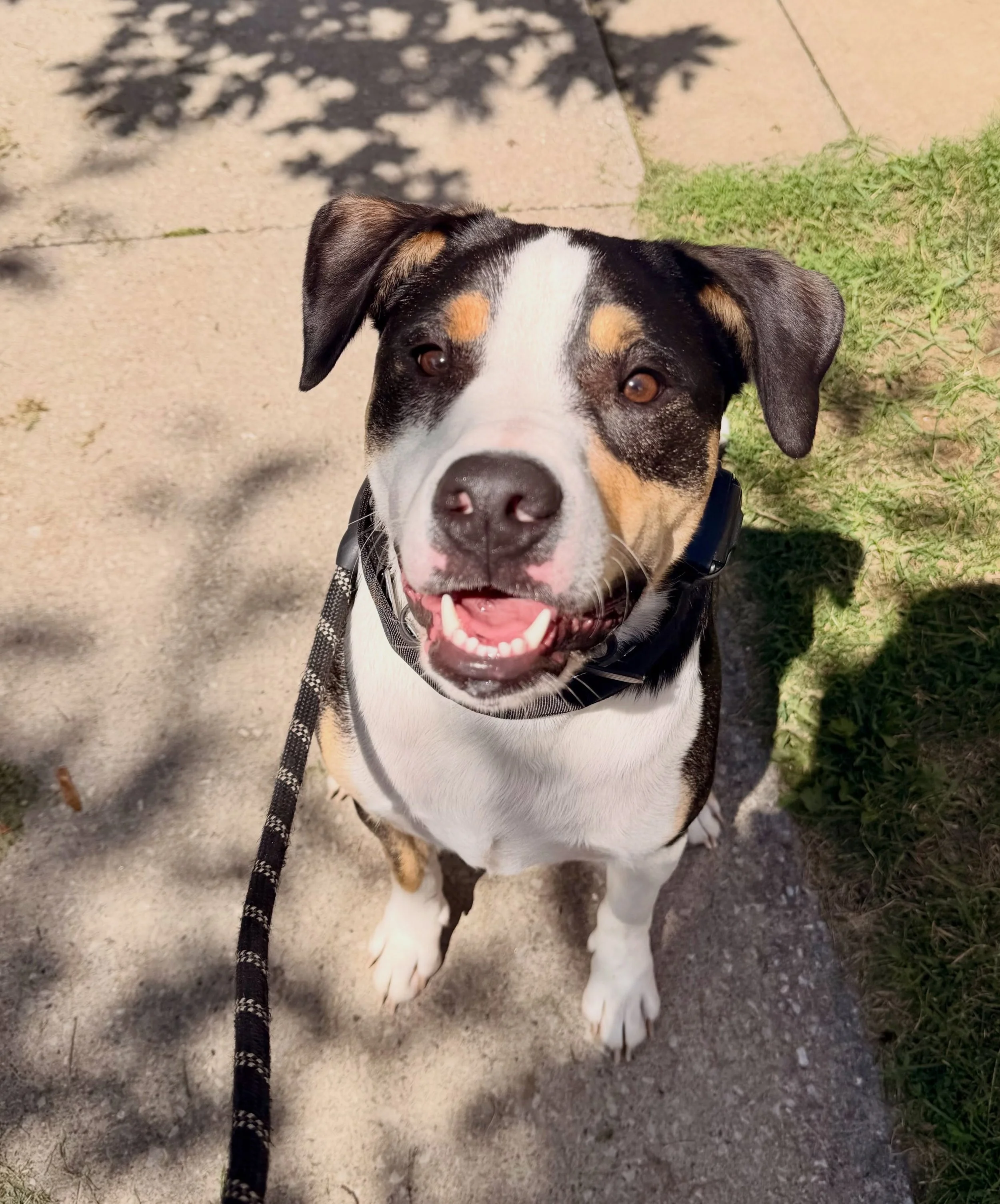 Welcome to the Pack Koda 🐶🐾#durhamregiondogwalker #claringtondogwalker#welcometothepack🐾 #acceptingnewdogs #petsitter