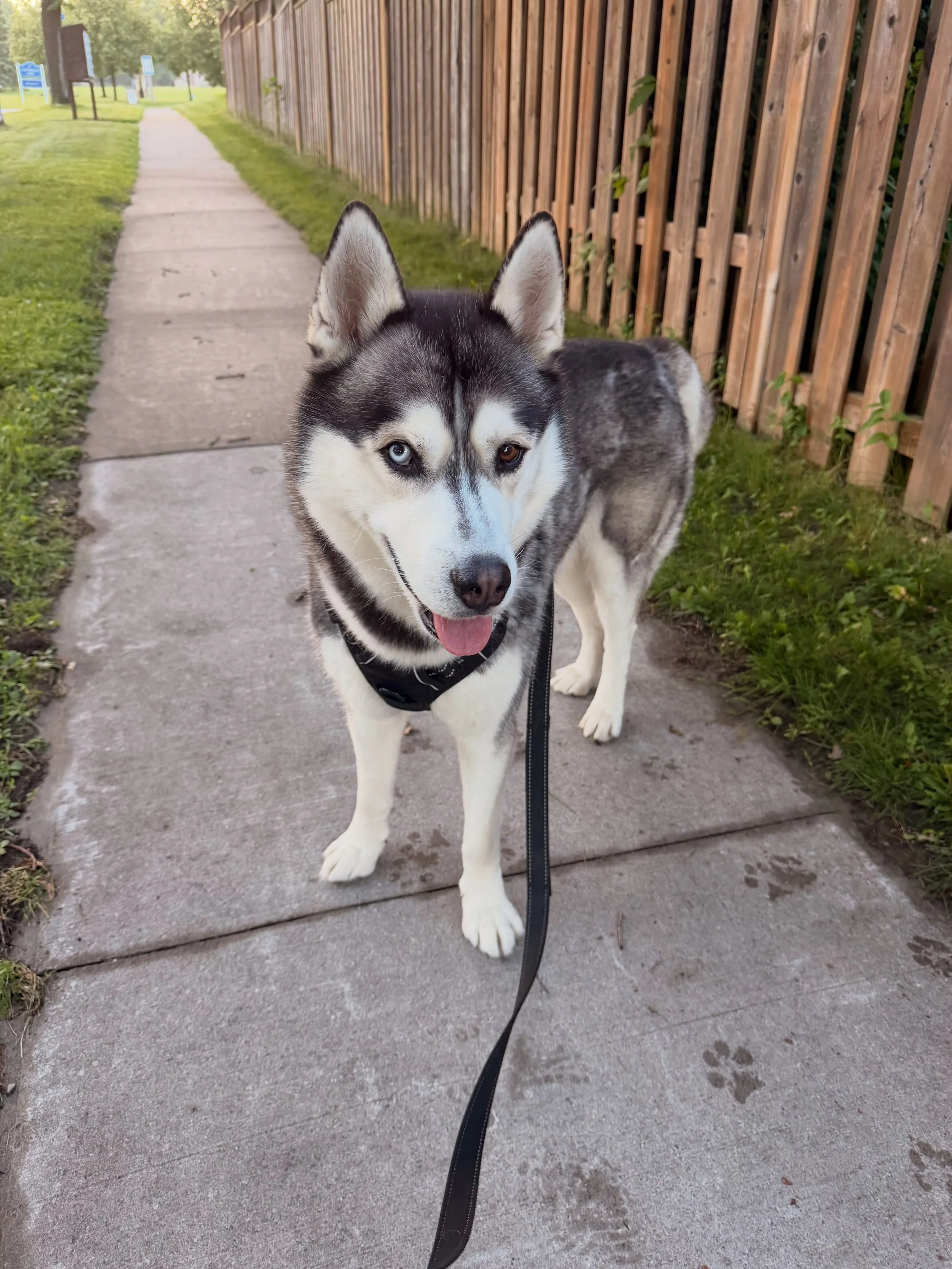 Lots of Happy Pups 🐶 #dogwalkingservices #durhamregiondogwalking #claringtondogwalking #jointhepack🐶 #acceptingnewclients🐶