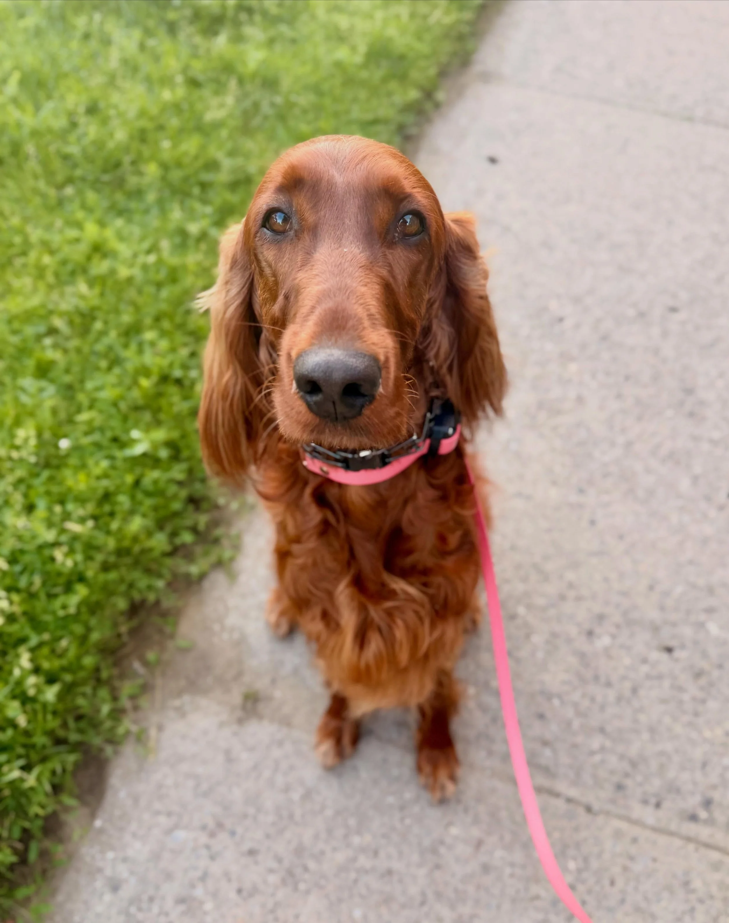 Welcome to the Pack Saria 🐾💕 #durhamregiondogwalker #claringtondogwalker #durhamregionpetservices #ilovemywork #dogwalkinglife