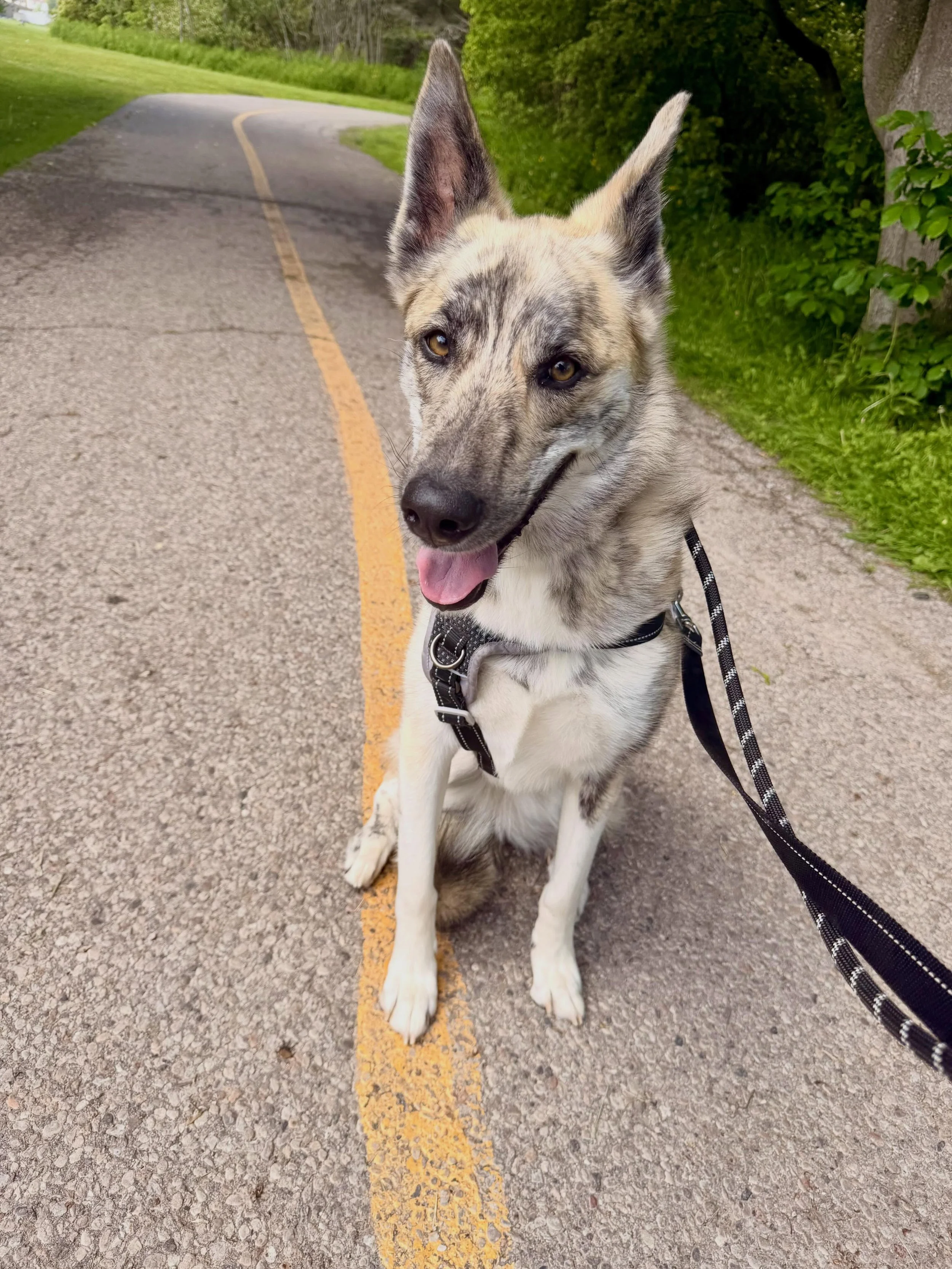 Welcome to the Pack Juneau 🐾 She is joining us for Training and is learning the skills to walk nicely on a Leash. We have been working with her over the past 3 days and is already showing huge progress 🥳#durhamregiondogtrainer #durhamregiondogwalki