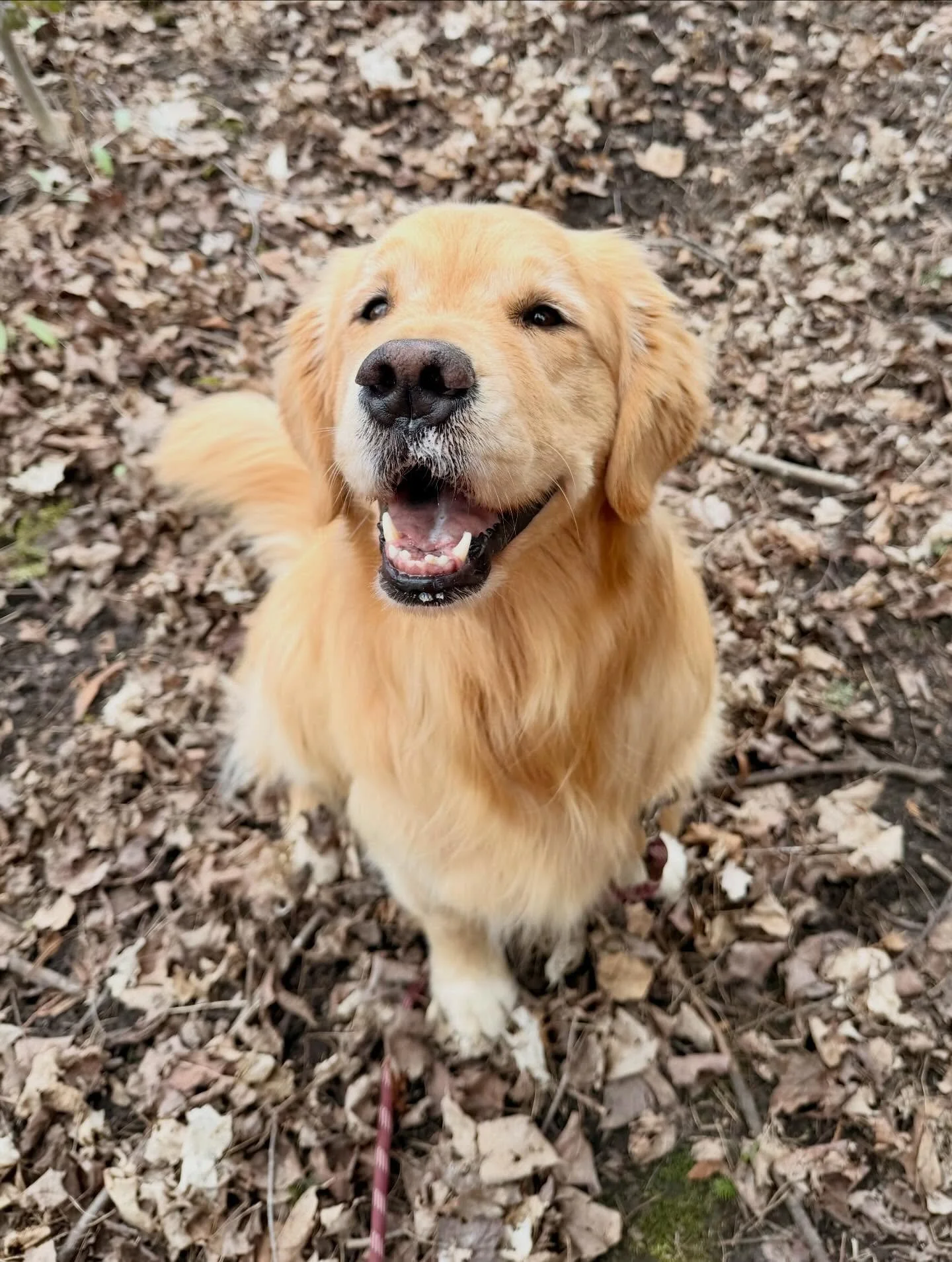 Welcome to the pack Ellie 🐾#claringtondogwalker #durhamregiondogwalker #durhamregionpetcare #claringtonpetcare #newclient🐾