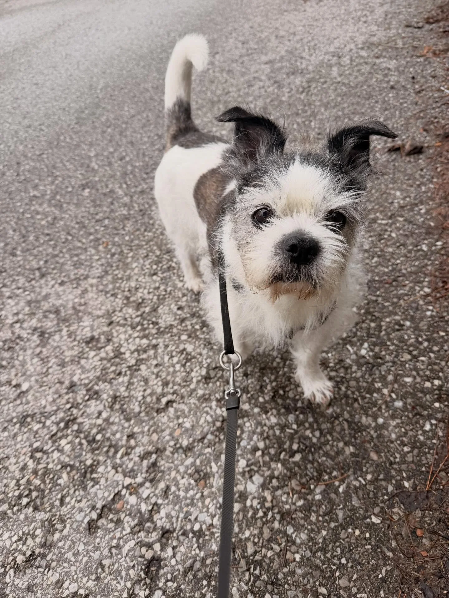 Its Finally starting to feel like summer again ☀️ #oshawadogwalkingservices #whitbydogwalking #courticedogwalking #bowmanvilledogwalker