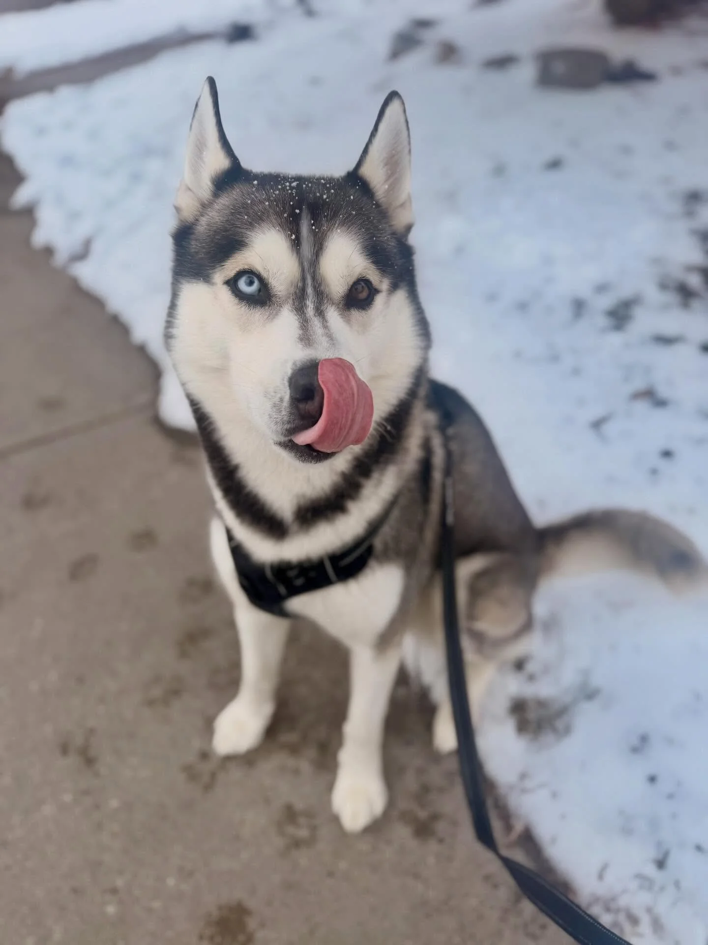 Showcasing some of our favourite furry friends for Tongues out Tuesday 🐾😜 #tonguesouttuesday #durhamregiondogwalker #durhamregiondogtrainer #claringtondogwalker #claringtondogtrainer