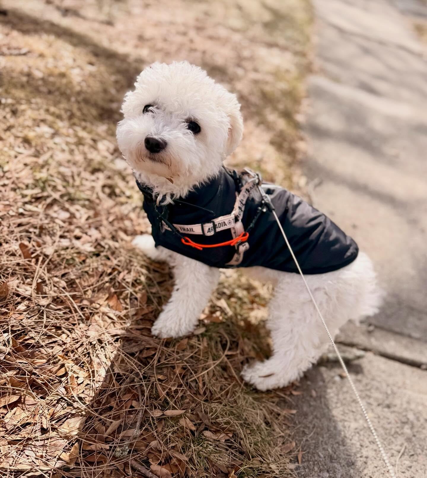 Welcome to the Pack Dolly 🐾 #oshawadogwalker #whitbydogwalker #claringtondogwalker #petcareservices #brooklindogwalker