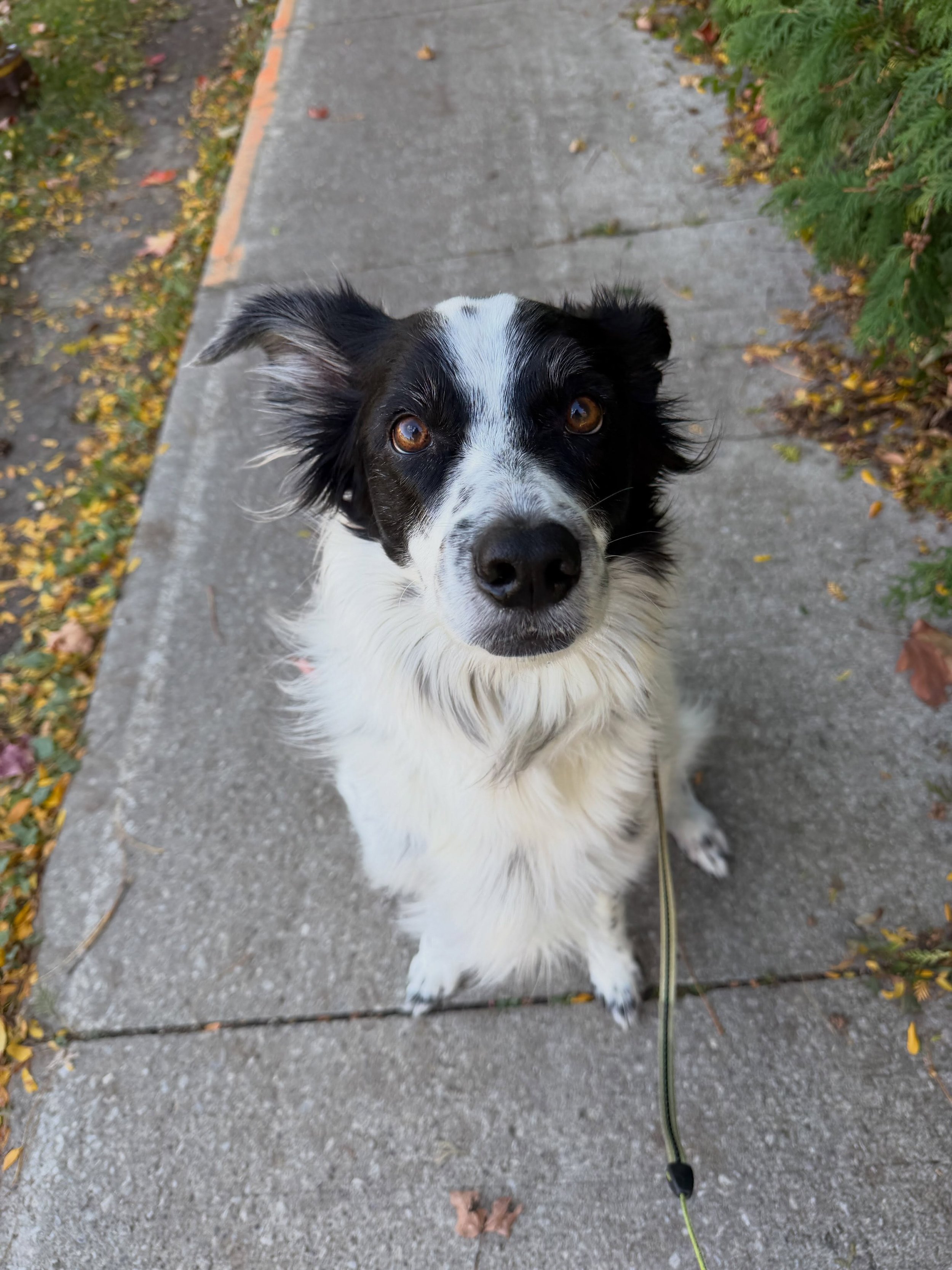 Welcoming Nilah to the pack 🐾💕#whitbydogwalker #oshawadogwalker #claringtondogwalker #acceptingnewclients🐾#ilovemyjob