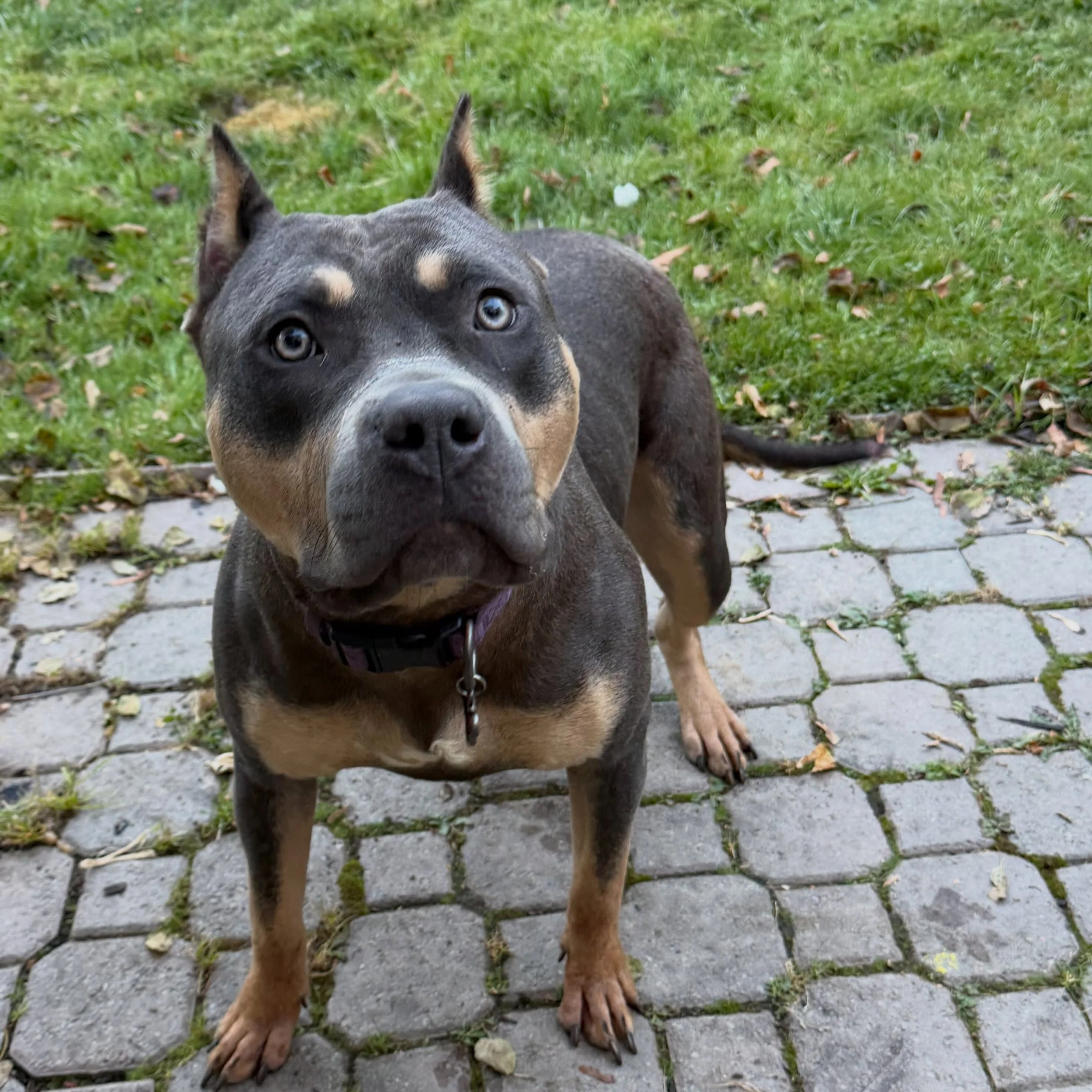 Welcome to the pack Piglet 💕🐾 #durhamregiondogwalker #claringtondogwalker #durhamregionpetsitter #claringtonpetcare #newclientalert