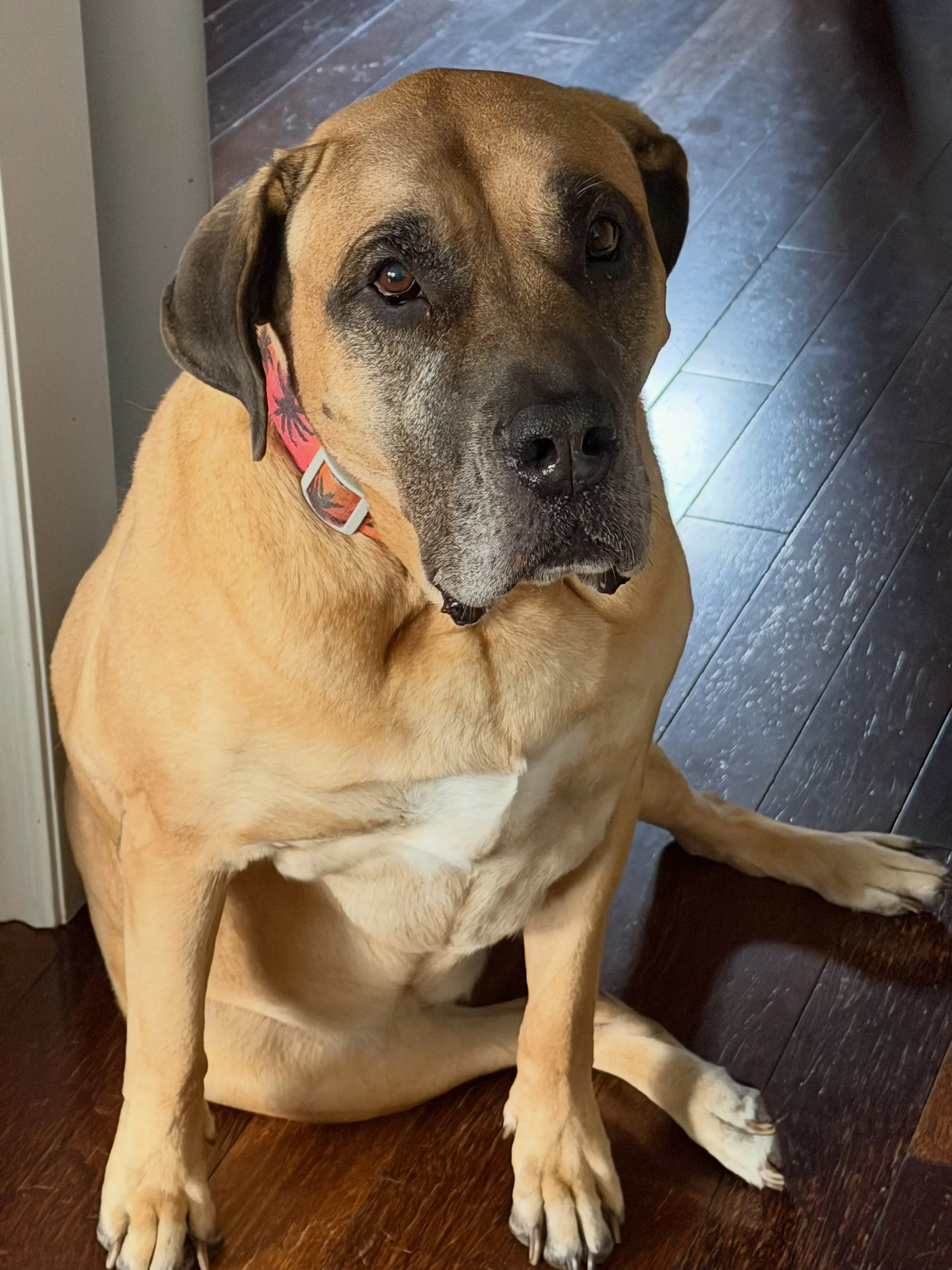 Welcome to the Pack Katerra #durhamregiondogwalker #claringtondogwalker #durhamregionpetsitters #Claringtonpetsitters#acceptingnewclients🐾
