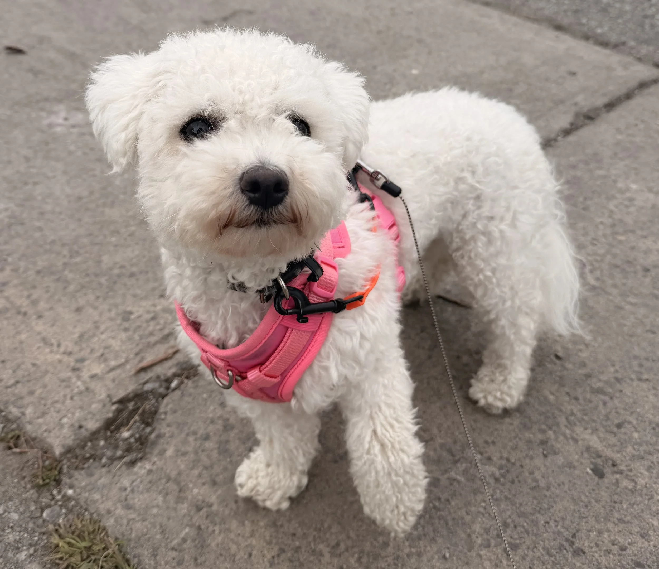 A small, fluffy white dog wearing a pink harness and leash, standing on a concrete sidewalk.