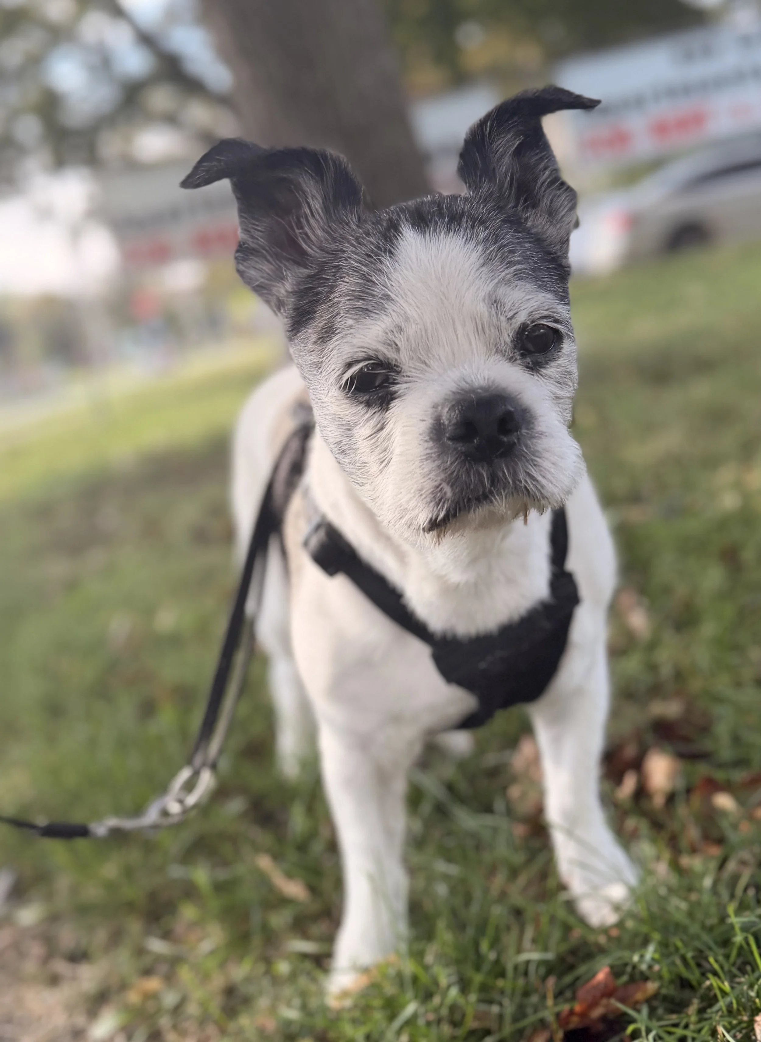 Close-up of a small black and white dog with a black harness standing outdoors on grass with trees and cars in the background.