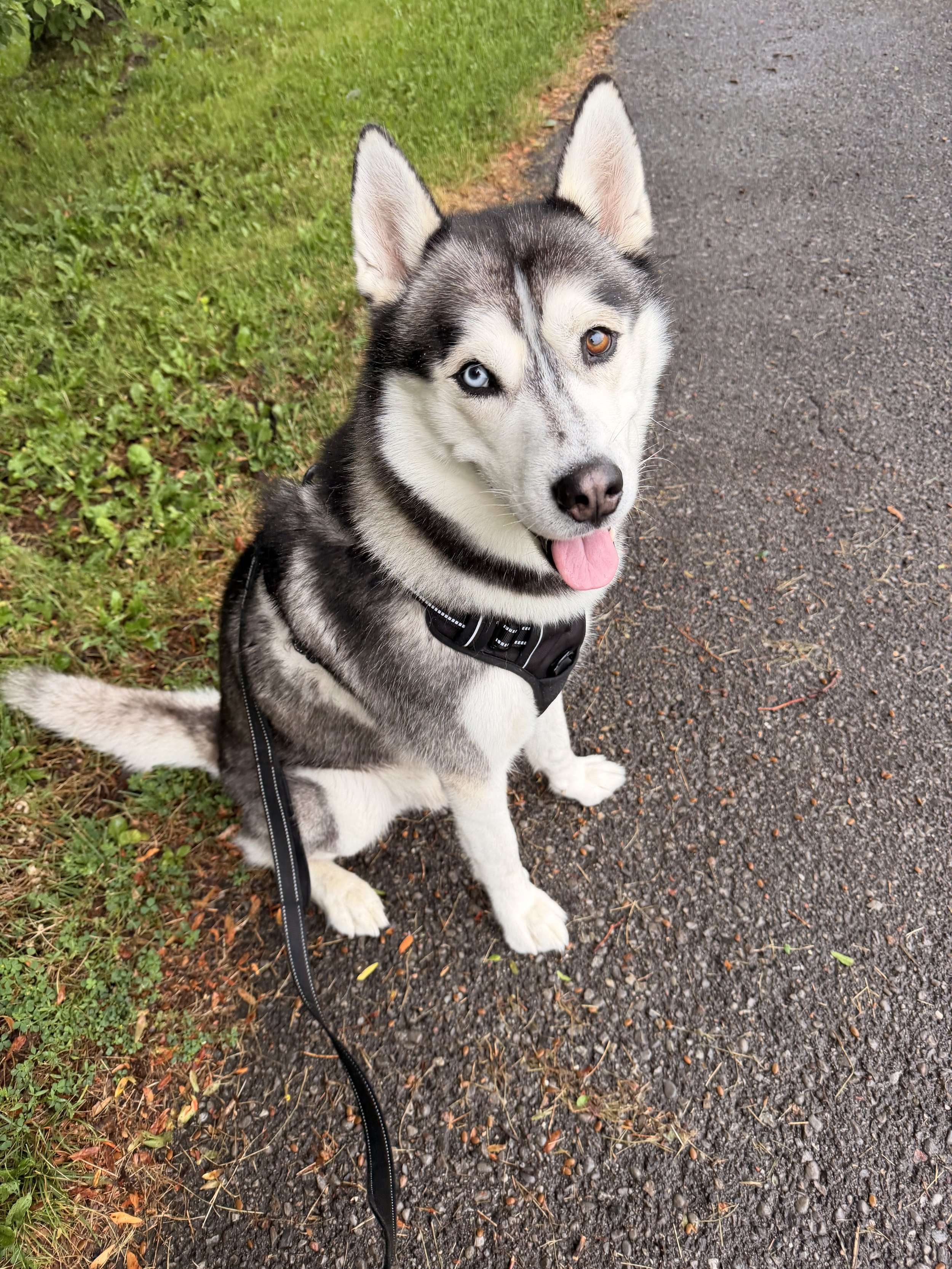 A Siberian Husky dog with one blue and one brown eye, sitting on a gravel path beside green grass, looking at the camera with tongue out, wearing a black harness and leash.