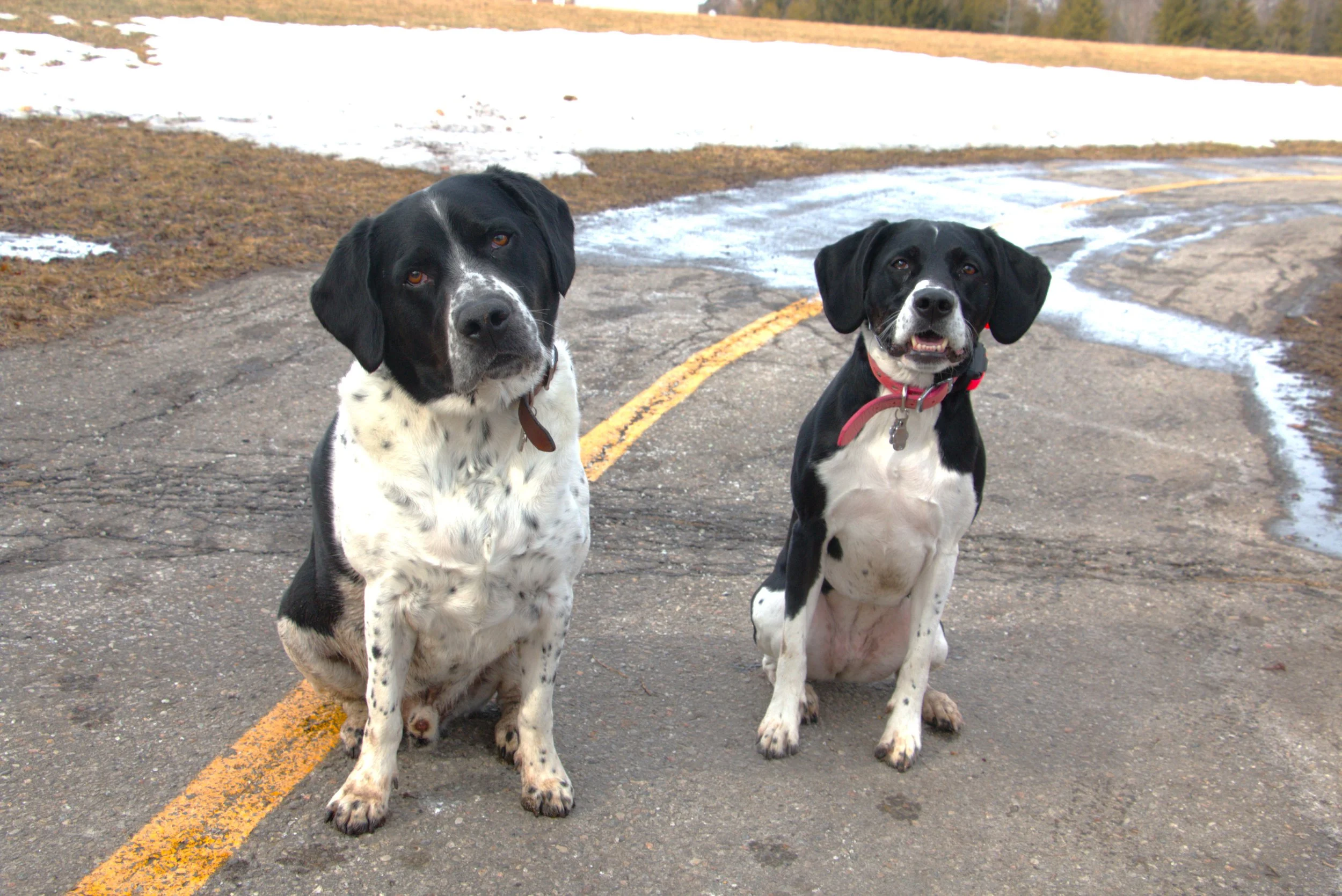 A person in a long black coat and dark boots stands on grass, holding a leash, with a sitting German Shepherd dog looking attentively at them in a park during fall or winter.
