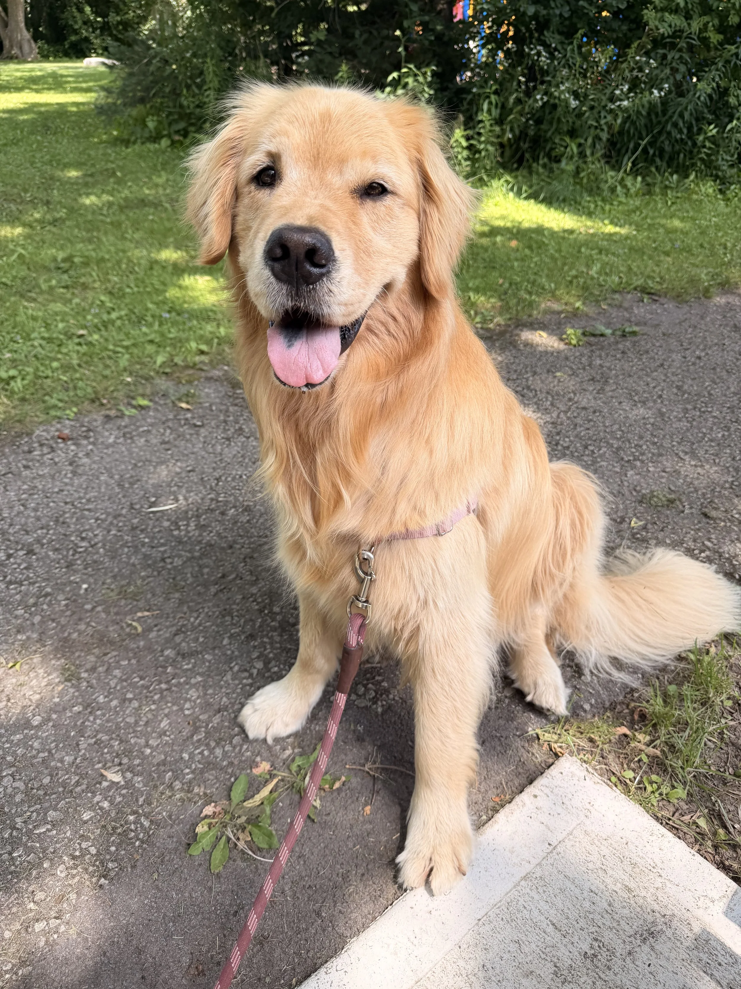 Golden retriever sitting outdoors on a paved sidewalk, looking at the camera with its tongue out, surrounded by grass and greenery.