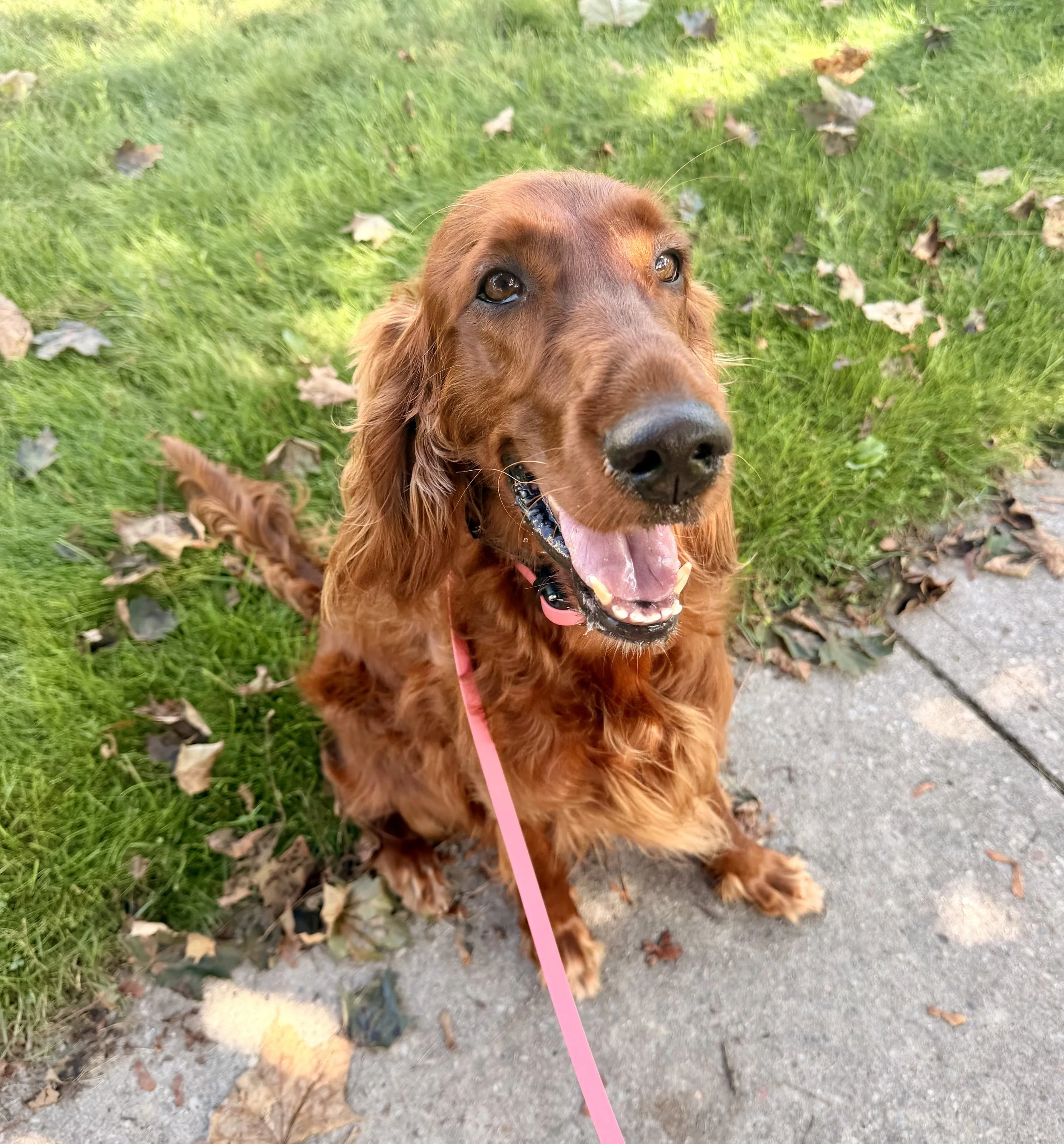 Close-up of a happy golden retriever dog with a shiny nose, wide open mouth, and pink leash, sitting on a sidewalk next to grass with fallen leaves.