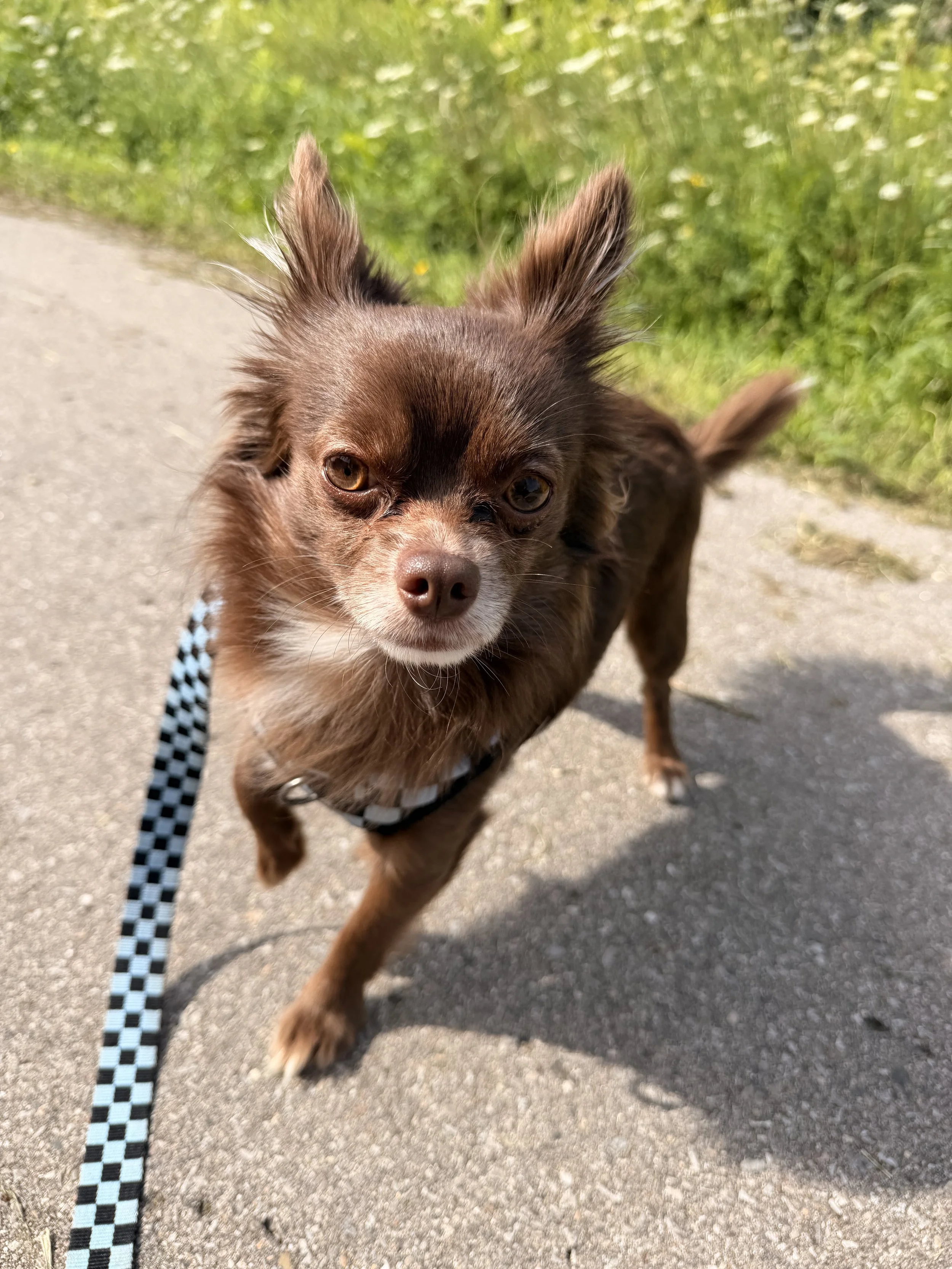 A small brown dog with long ears wandering on a paved sidewalk, with green grass and yellow flowers in the background.