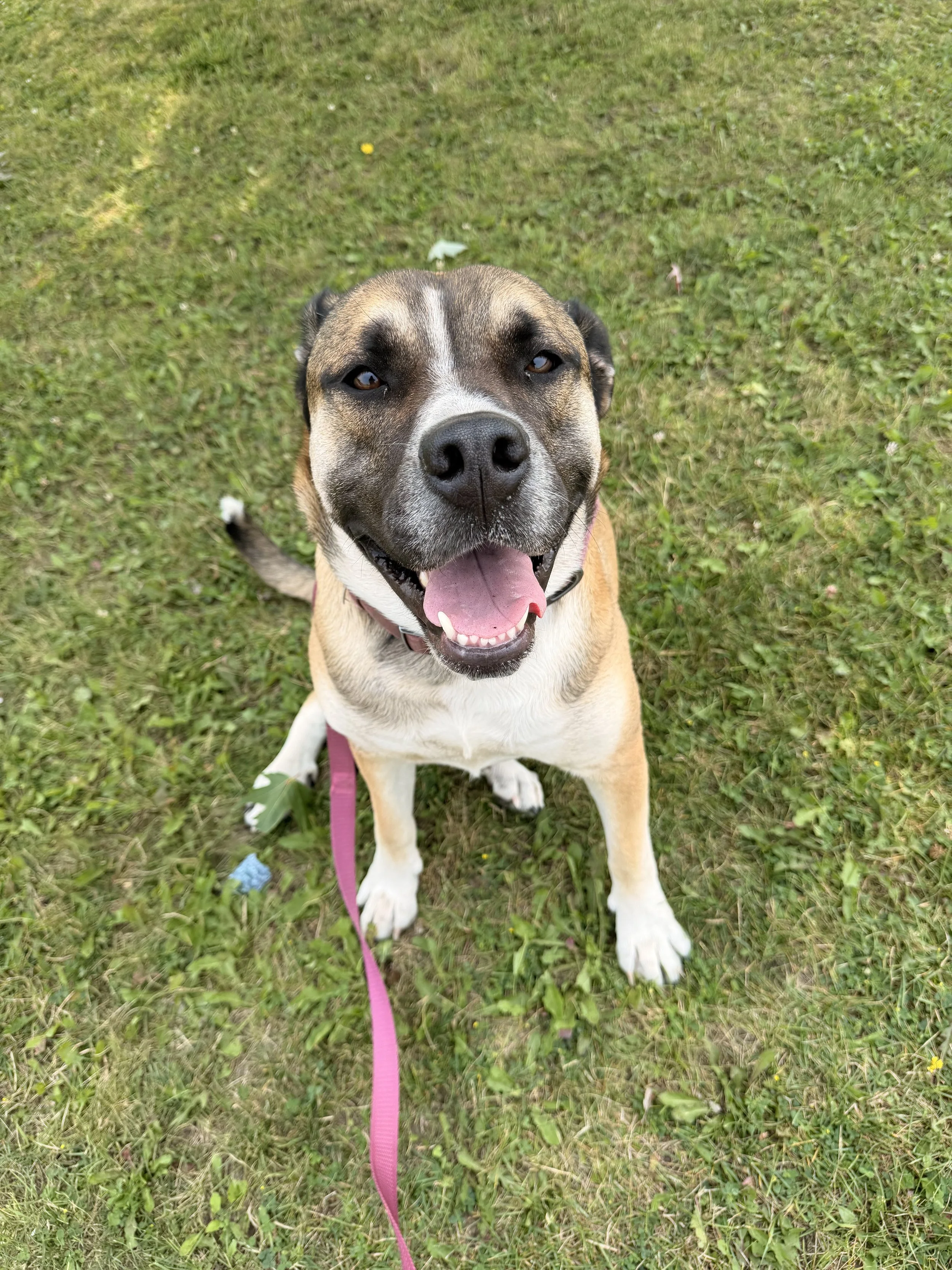 A happy dog with a pink leash sitting on green grass, looking up at the camera with its tongue out.