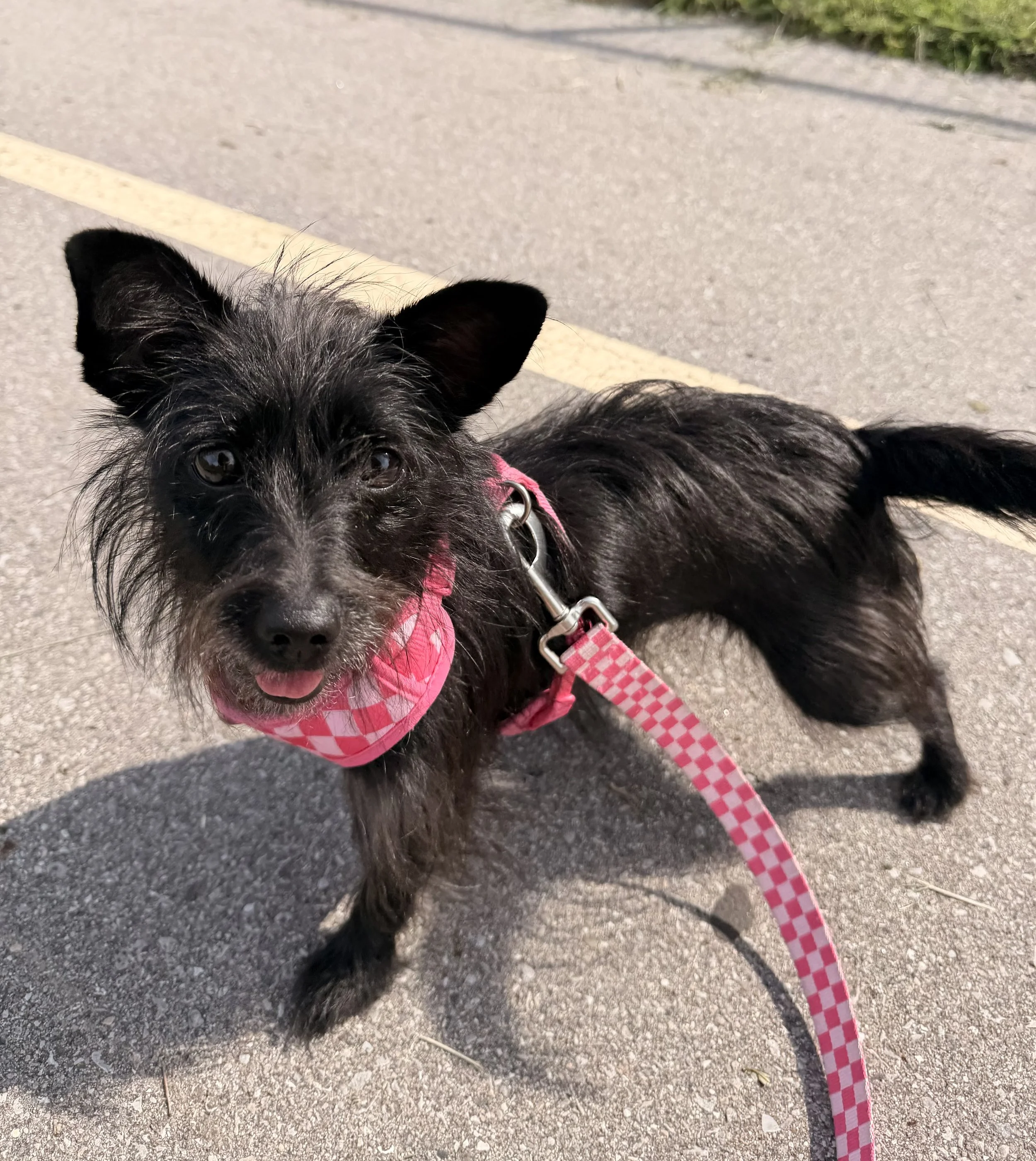 Close-up of a small black dog with white and gray fur on its face, wearing a pink harness and leash, outdoors on a paved path.