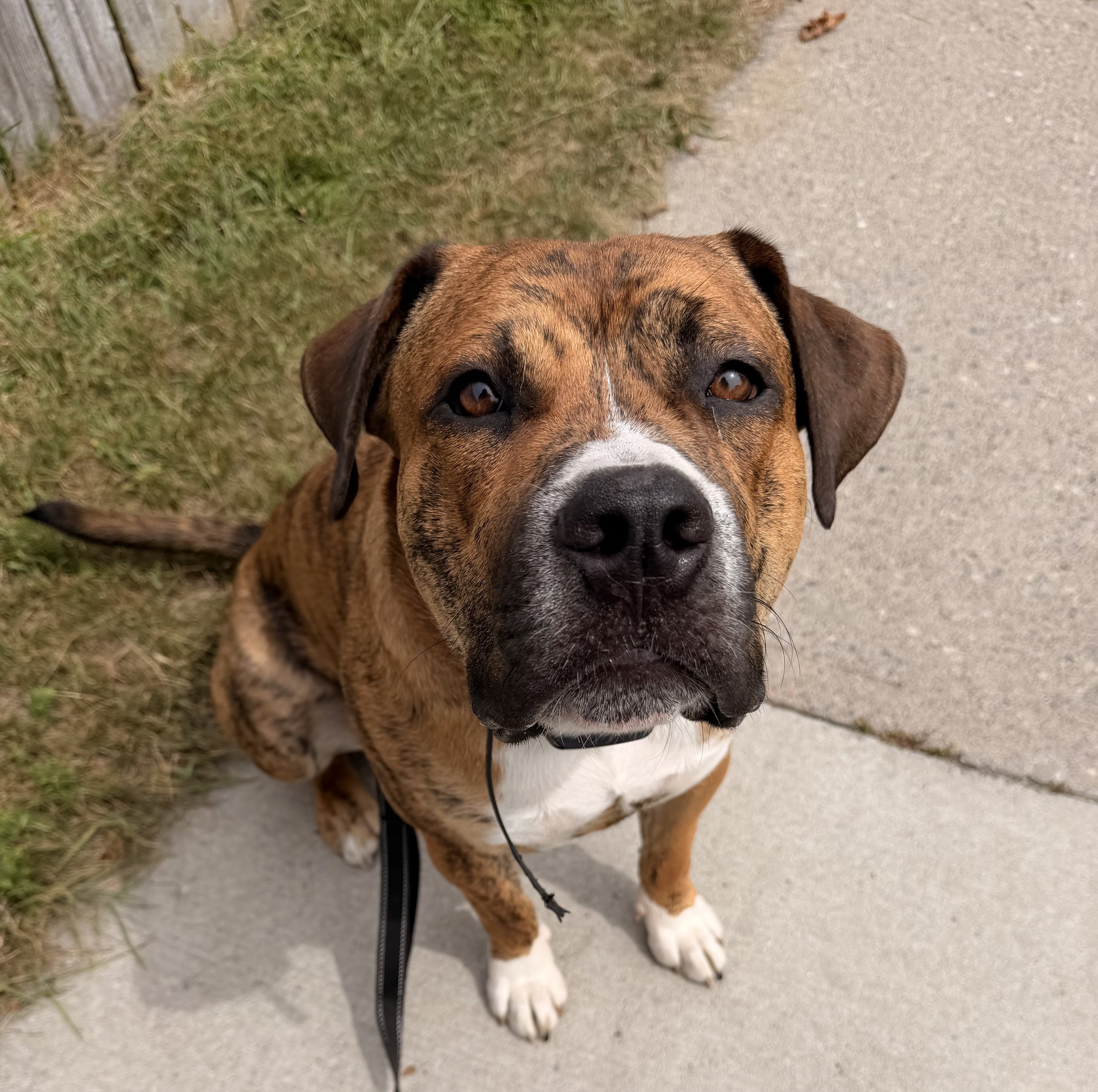 A close-up of a happy puppy with brown, black, and white fur, looking up, with a leash attached, on a sidewalk next to grass and a wooden fence.