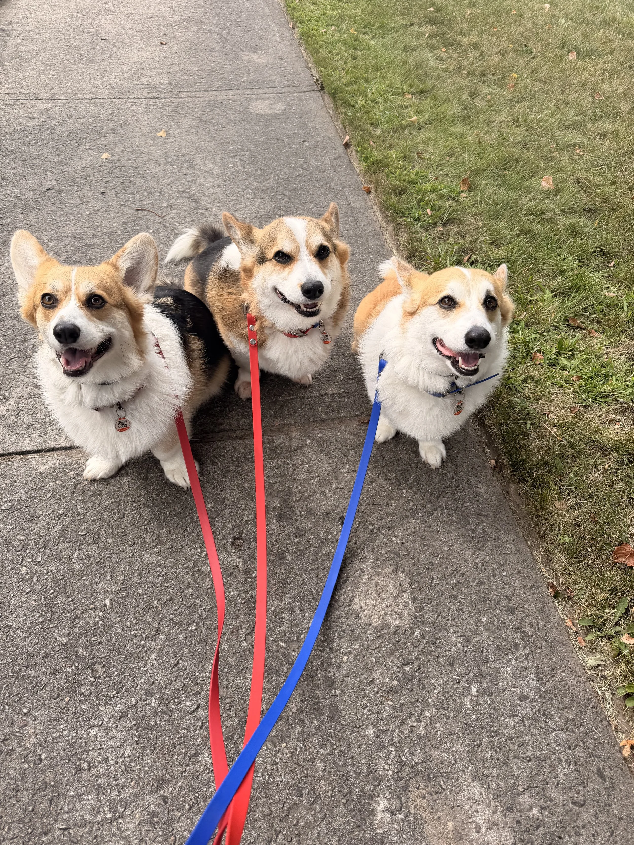 Three dogs sitting on a sidewalk next to a grassy area, looking up at the camera with happy expressions.