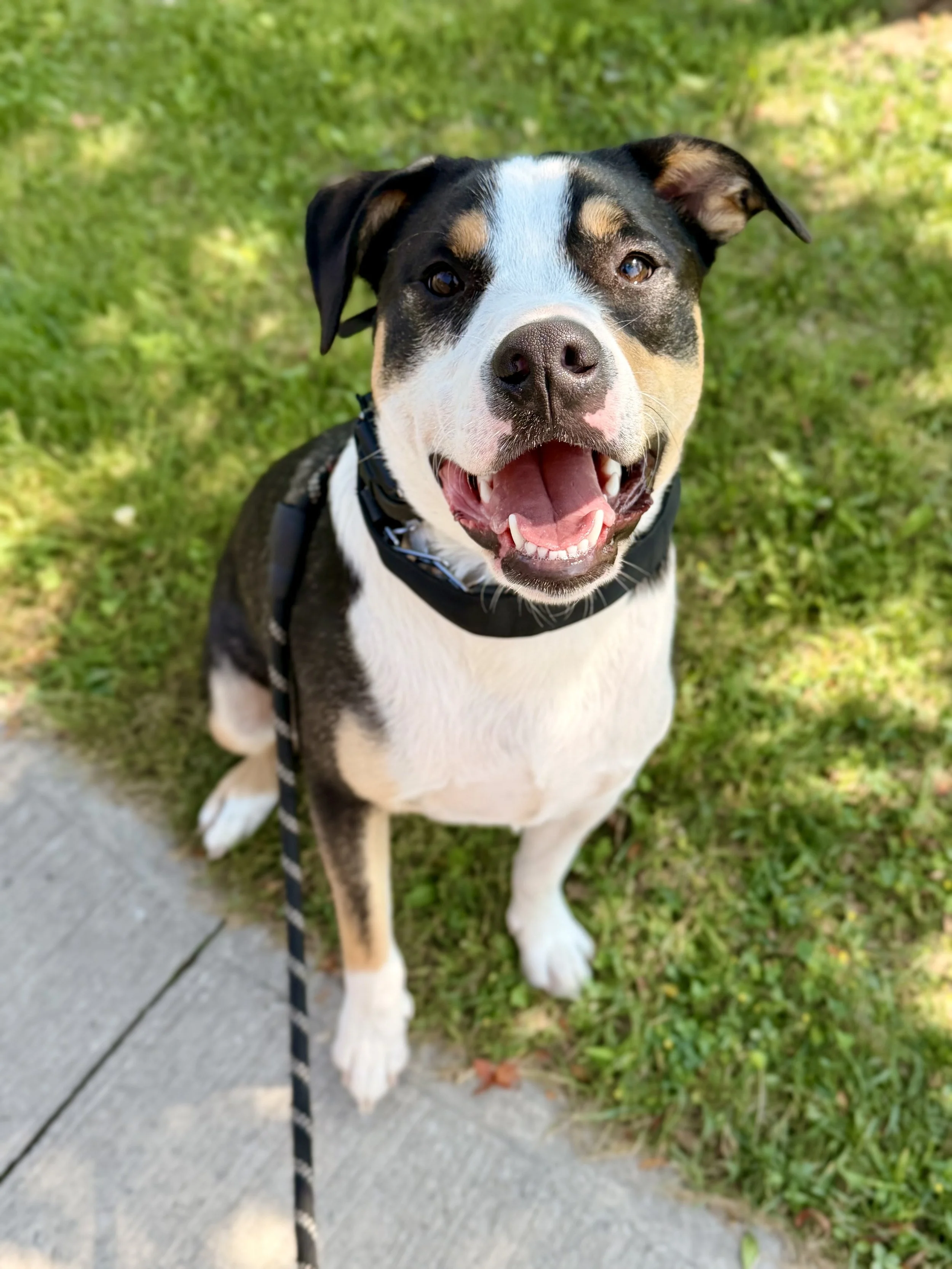 Happy dog with a black, white, and tan coat standing on a sidewalk and grassy area.