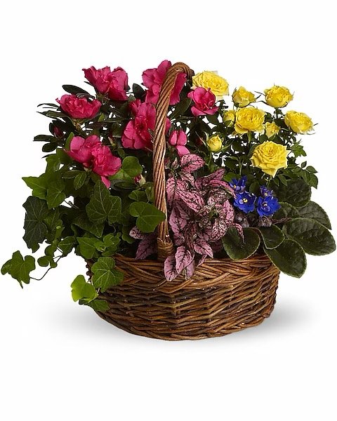 Panier Jardin en éclosion