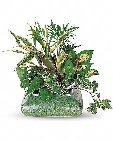 Petit arrangement de plantes