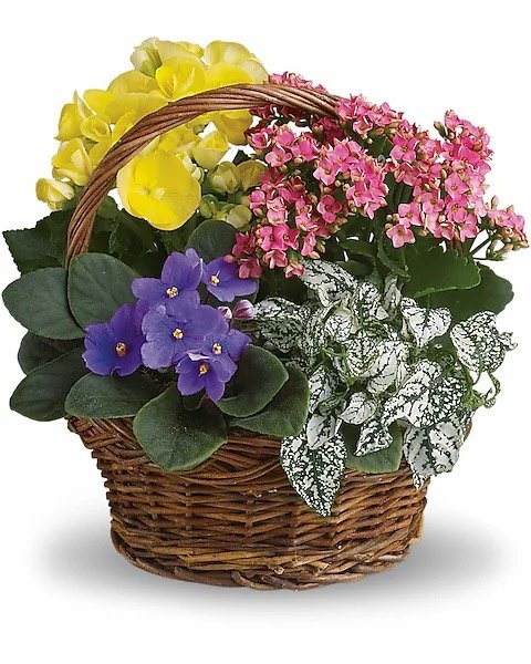 Panier mélangé Le printemps est arrivé