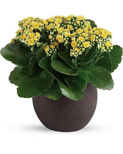 Kalanchoes Jaunes pour toujours