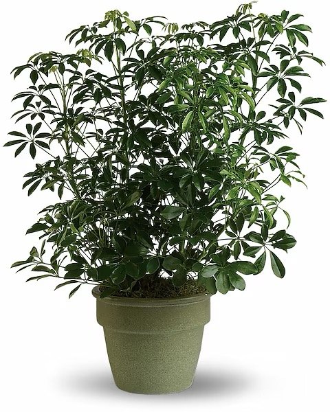 Admirable arboricola