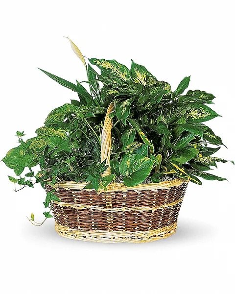 Grand panier jardinier