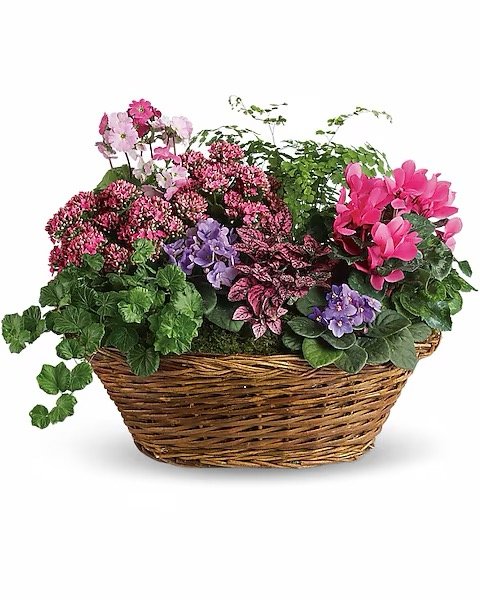 Panier Mêlée de plantes simplement chic