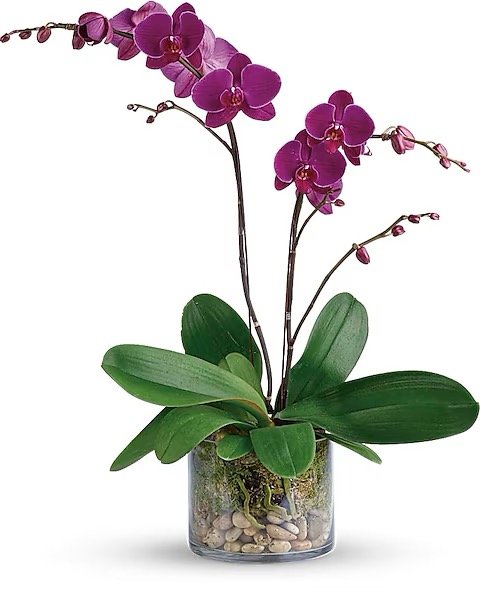 Orchidée Gratitude magnifique