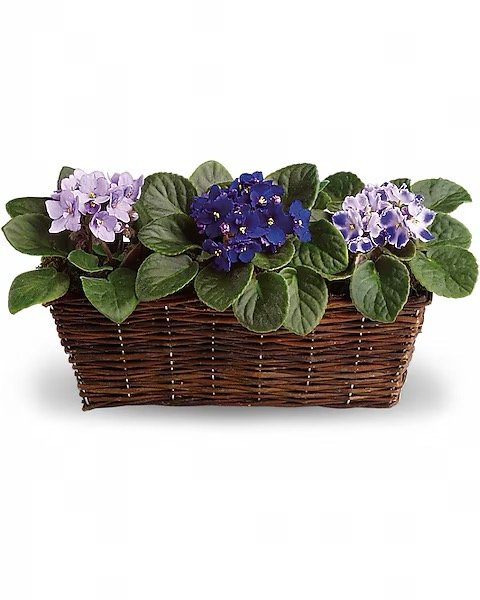 Mes trois douces violettes