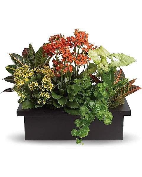 Assortiment sophistiqué de plantes